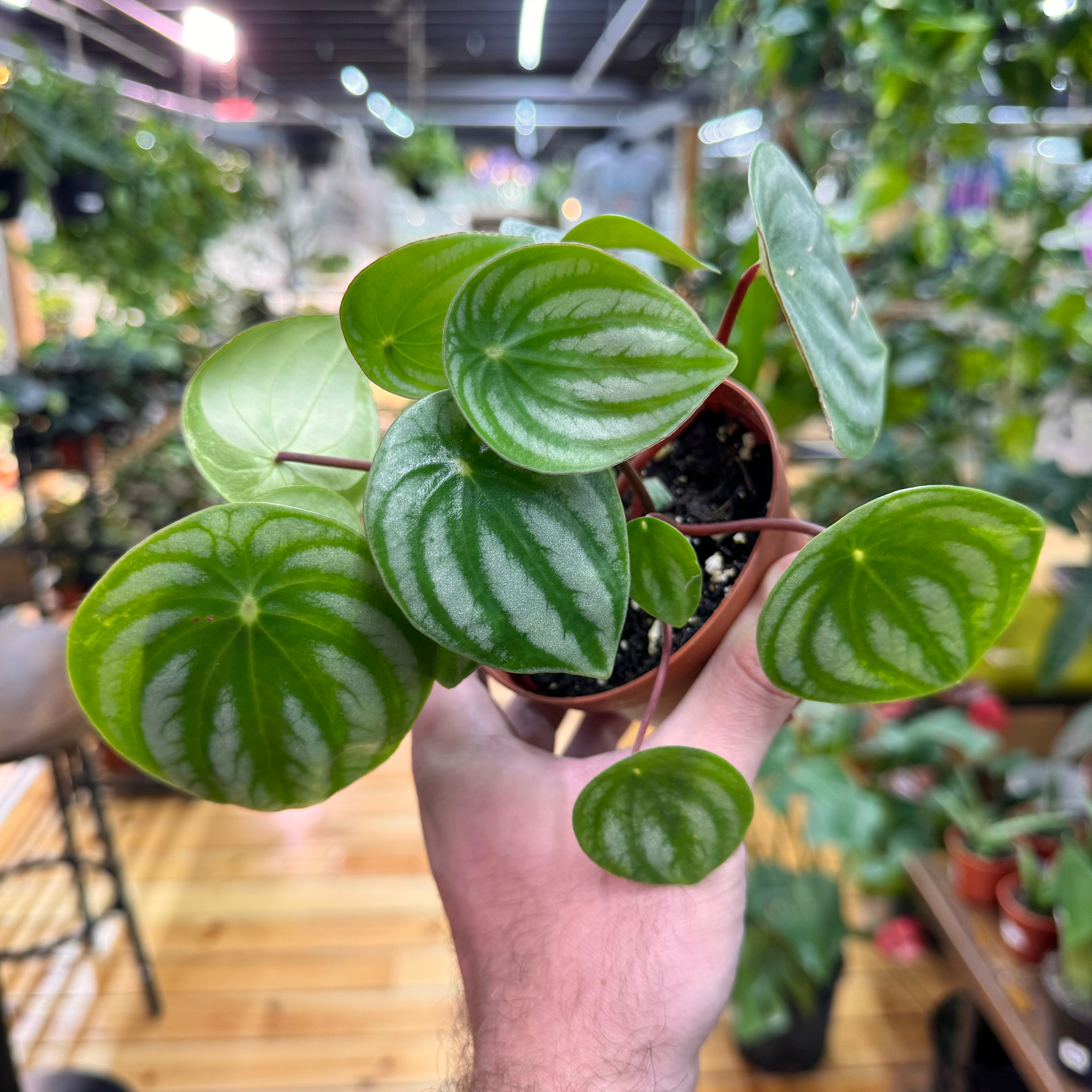 Peperomia Watermelon