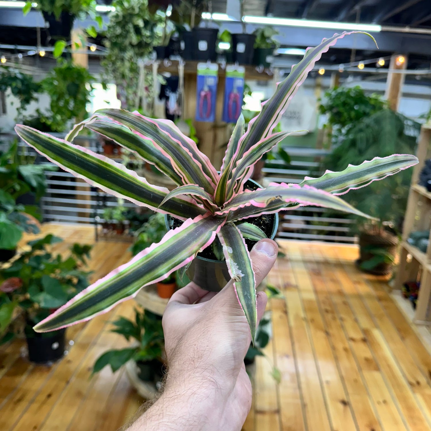 Cryptanthus Pink and Green