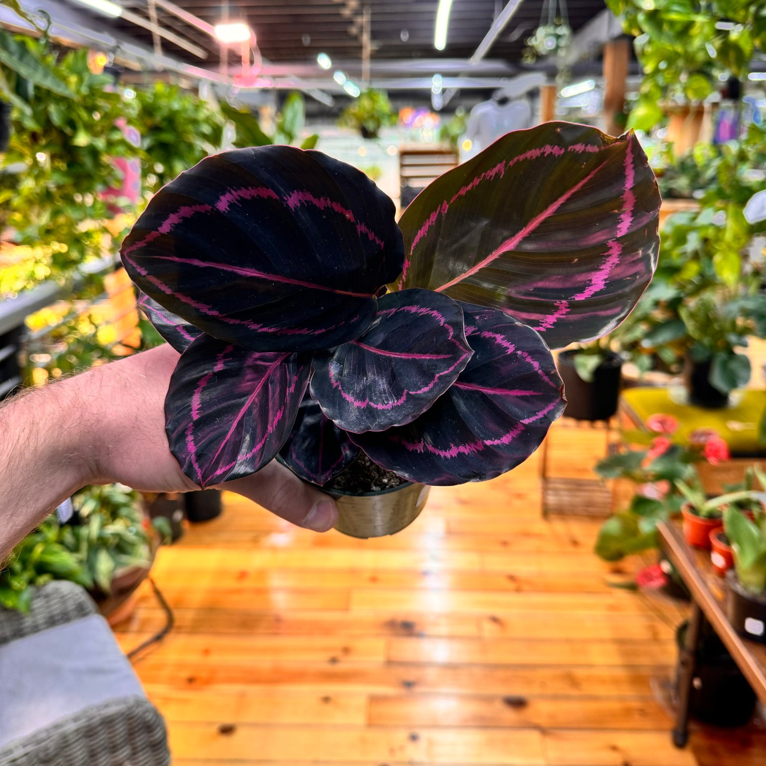 Calathea Dottie