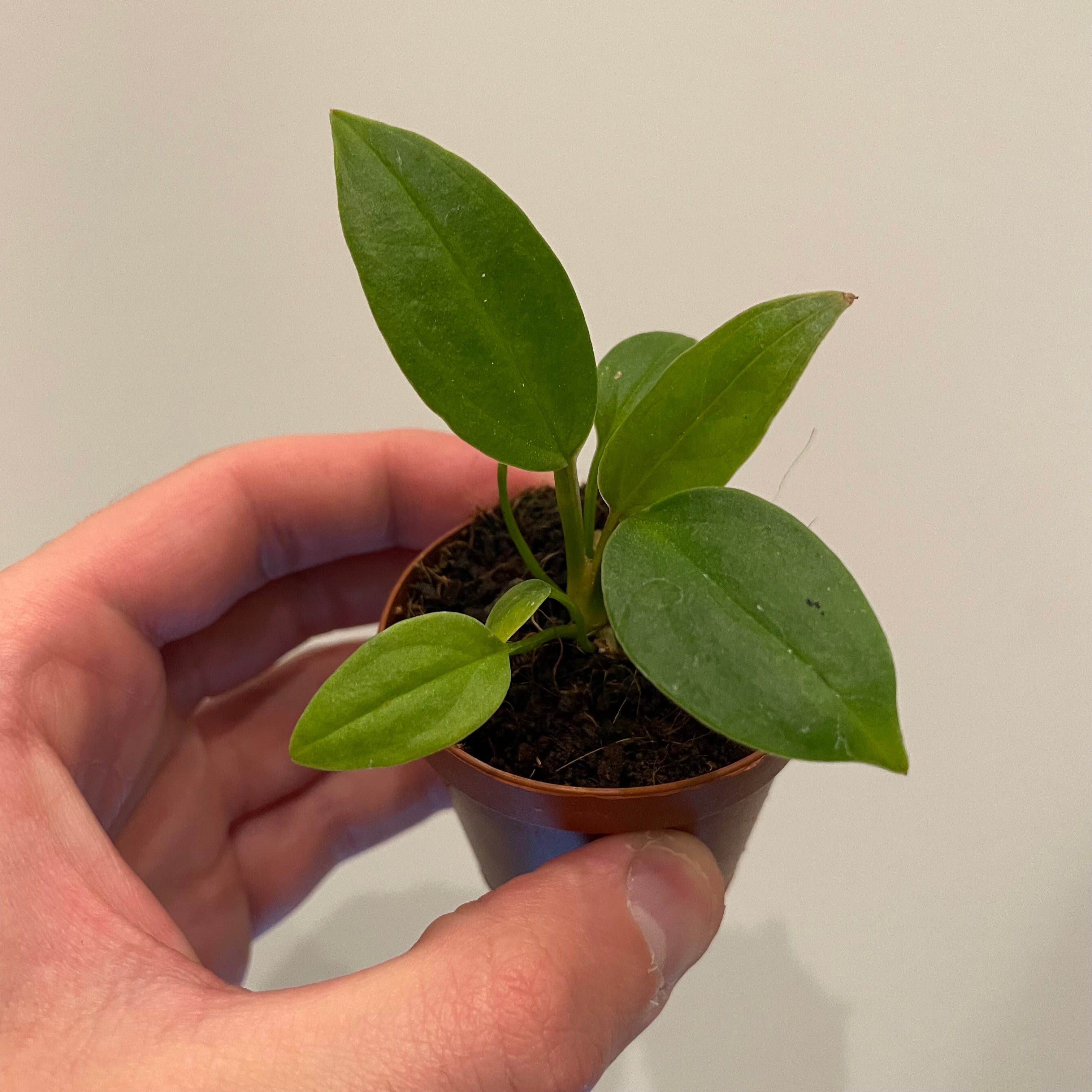 Anthurium Red Flag