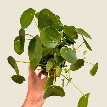 Pilea Peperomioides