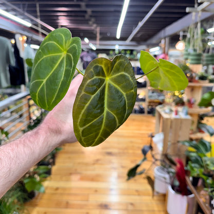 Anthurium Magnificum x Forgetti