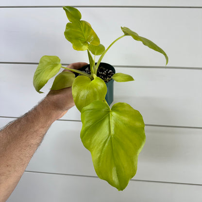 Philodendron Warscewiczii Aurea