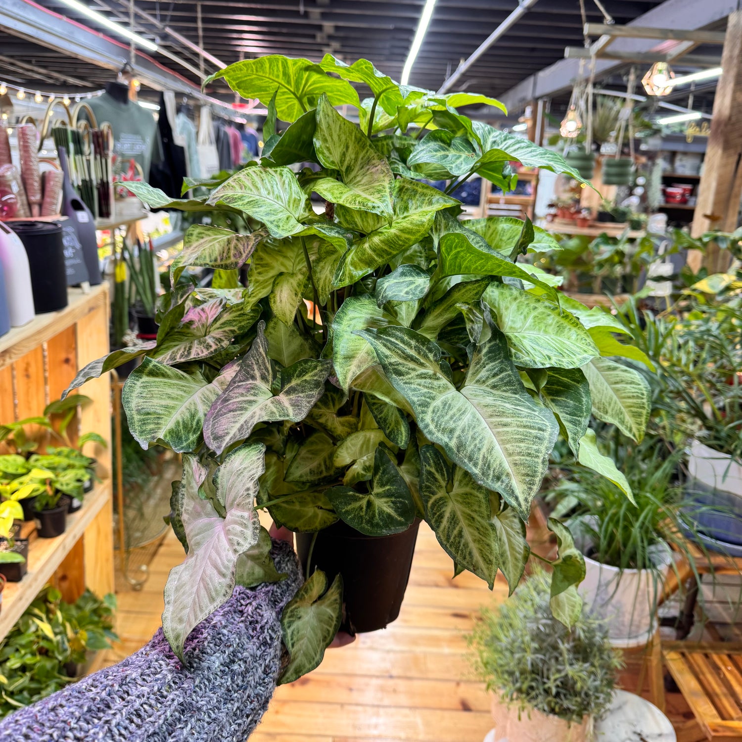 Syngonium White Butterfly