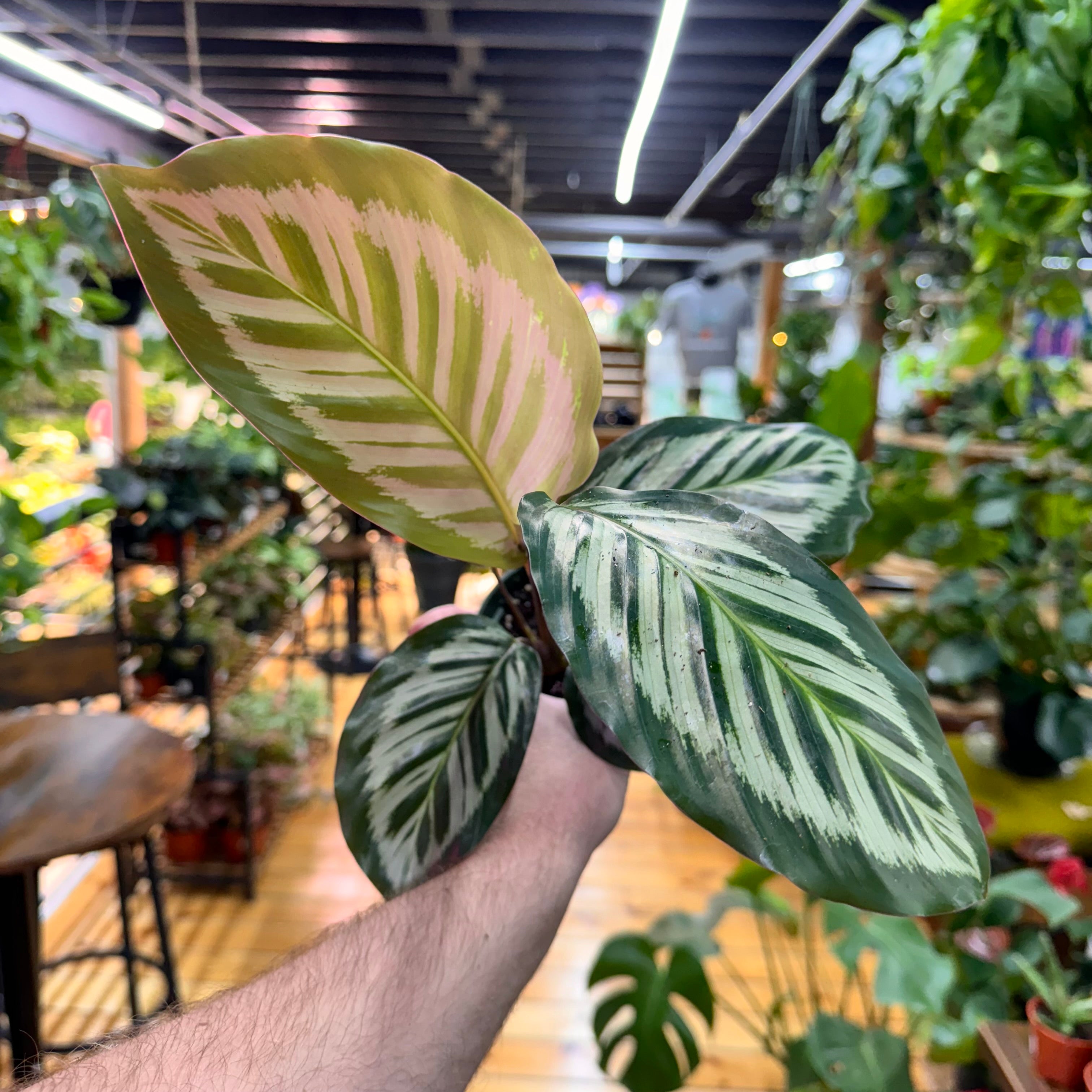 Calathea Red Peacock