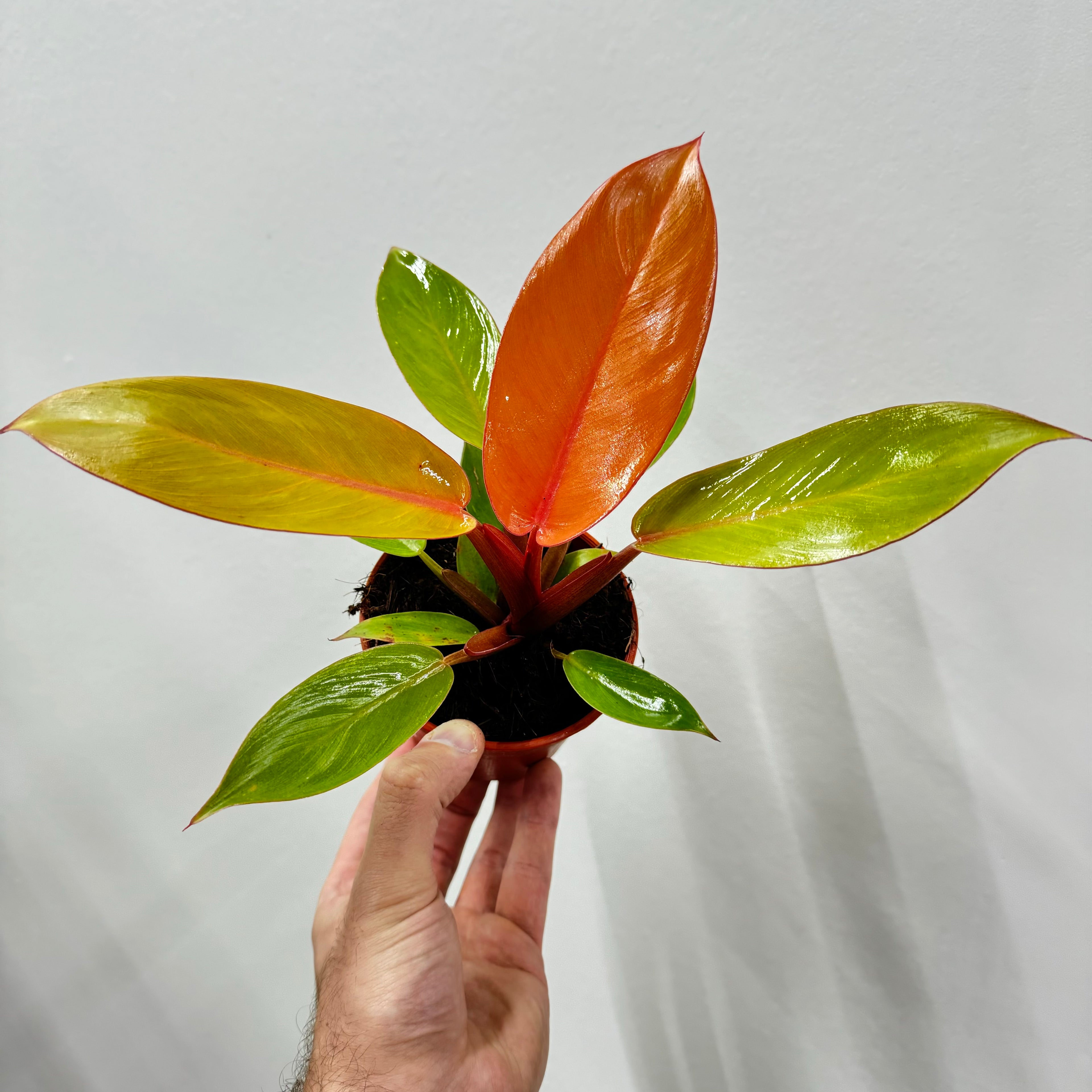 Philodendron Tangerine