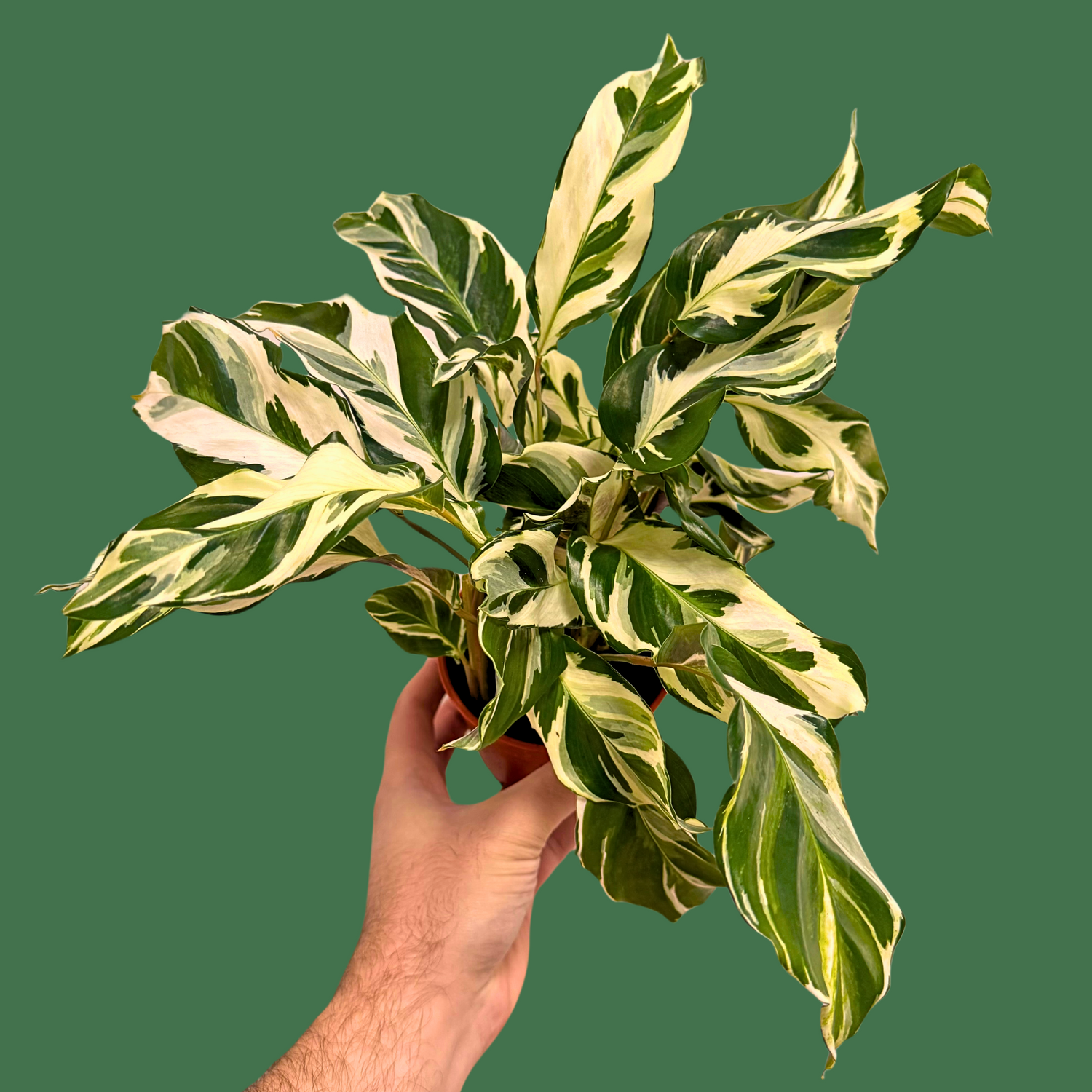 Calathea Stella