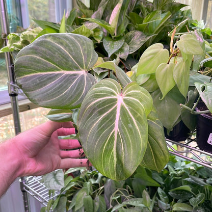 Philodendron Gloriosum