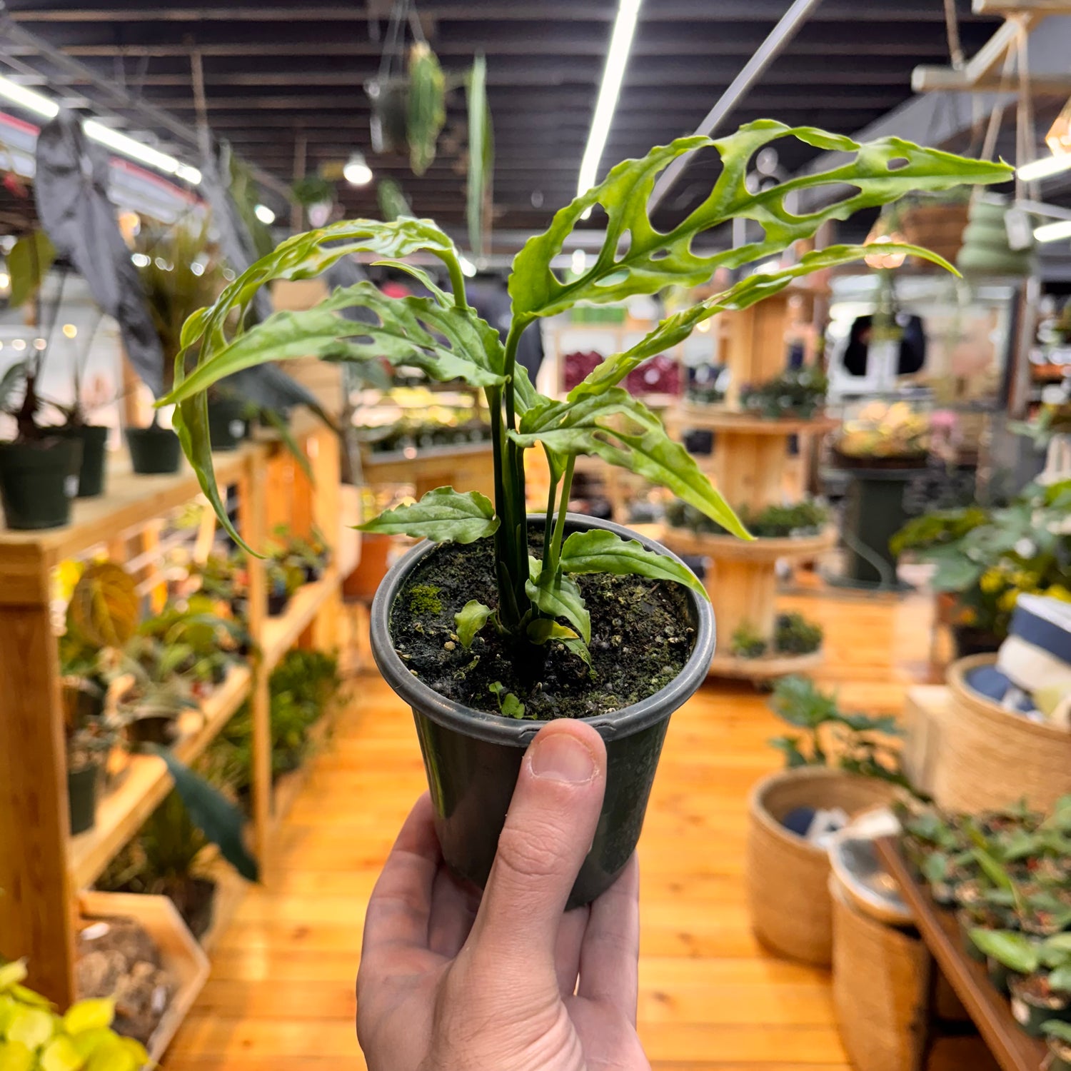 Monstera Obliqua &