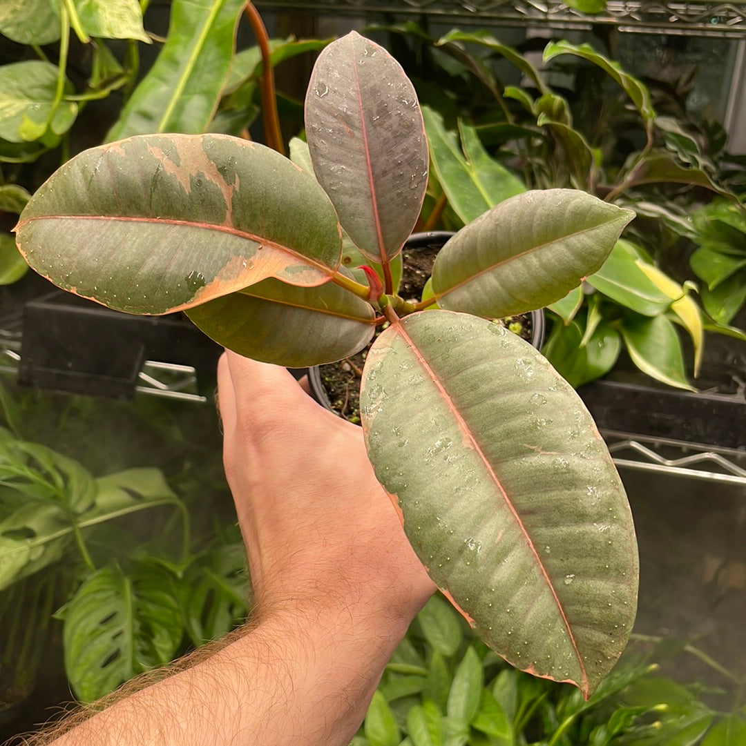 Ficus Ruby Pink