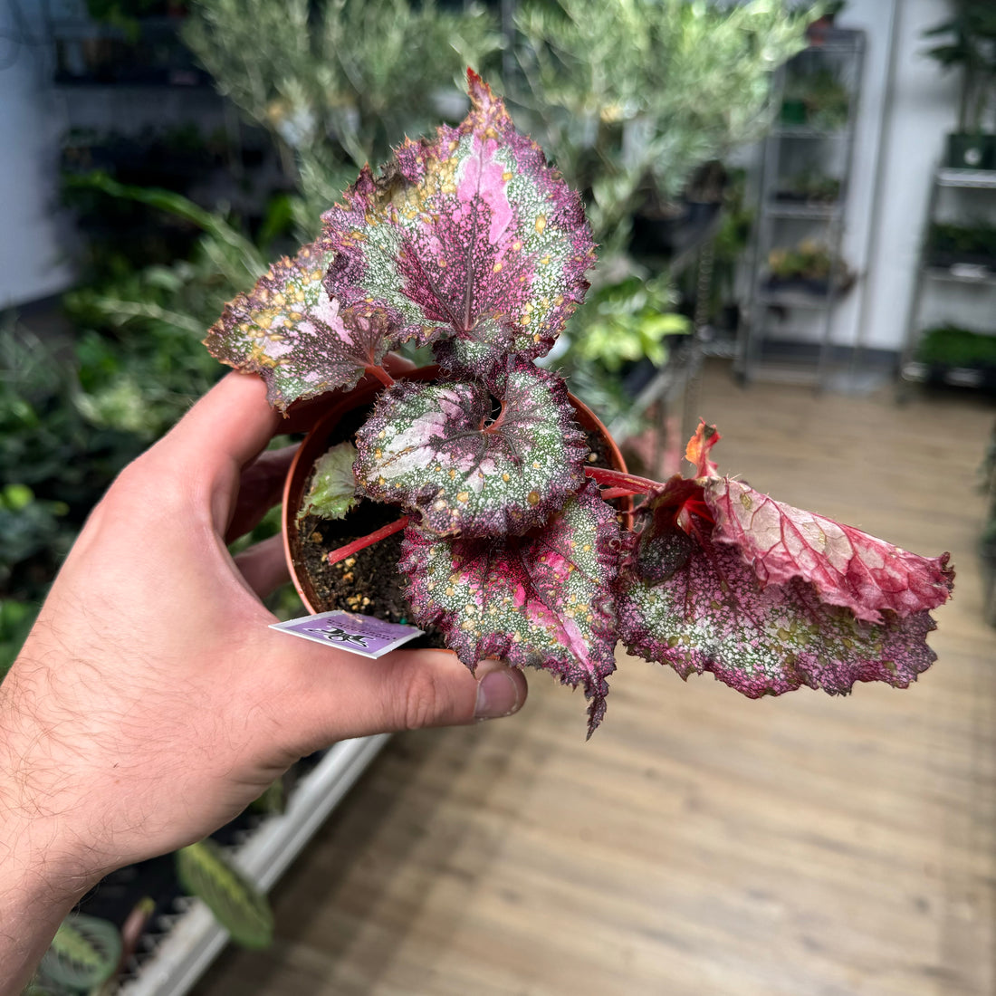 Begonia Love Potion