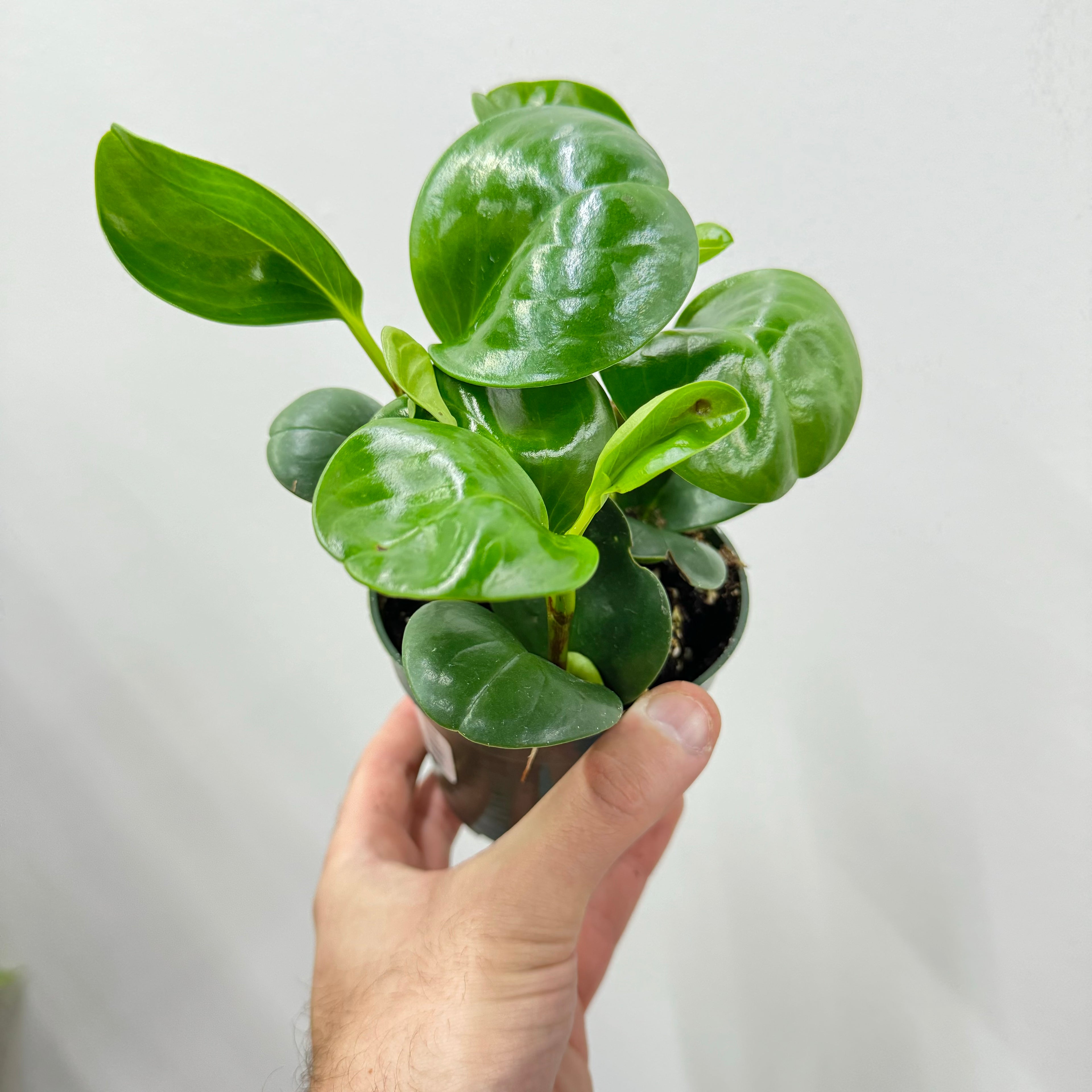 Peperomia Green Obtusifolia