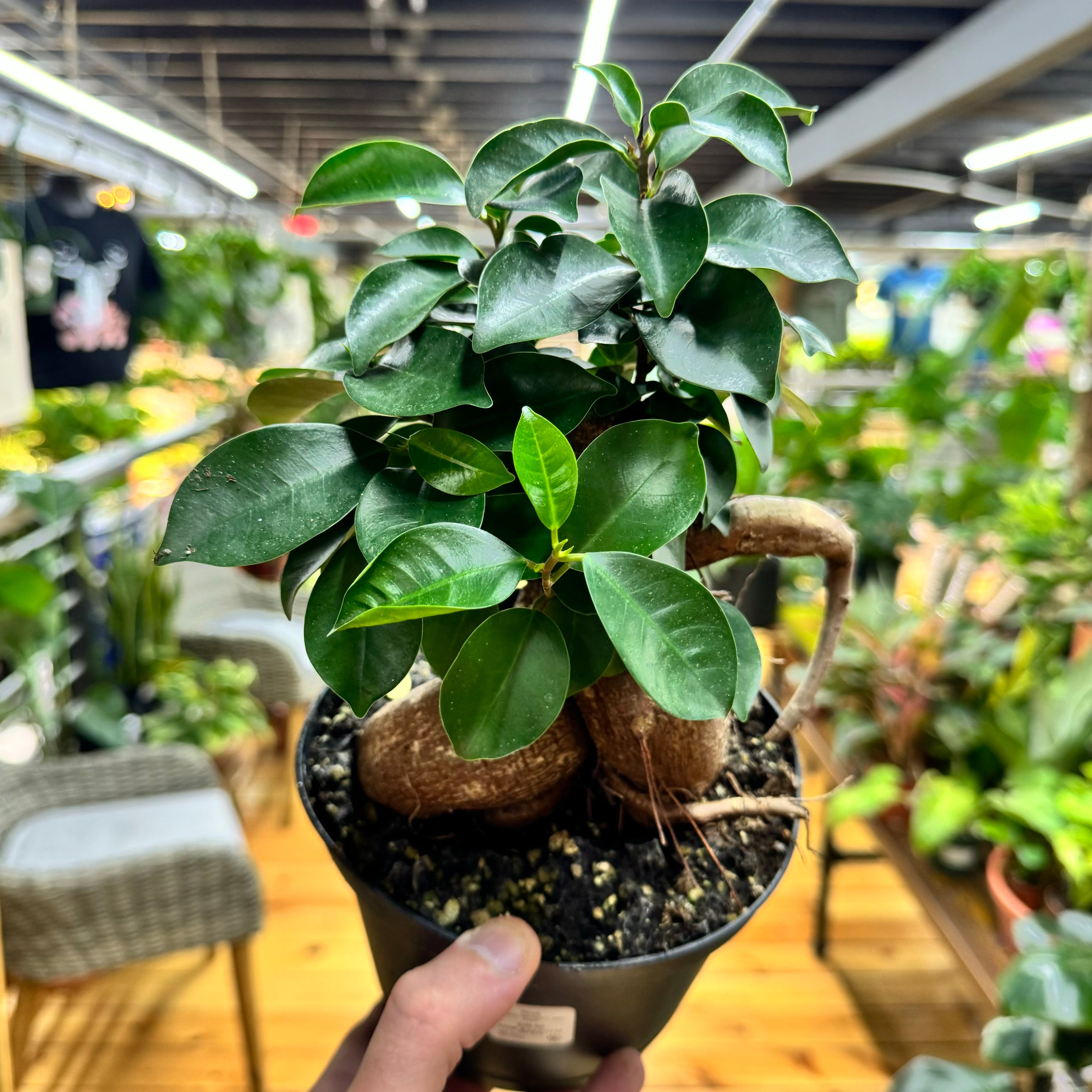 Ficus Ginseng