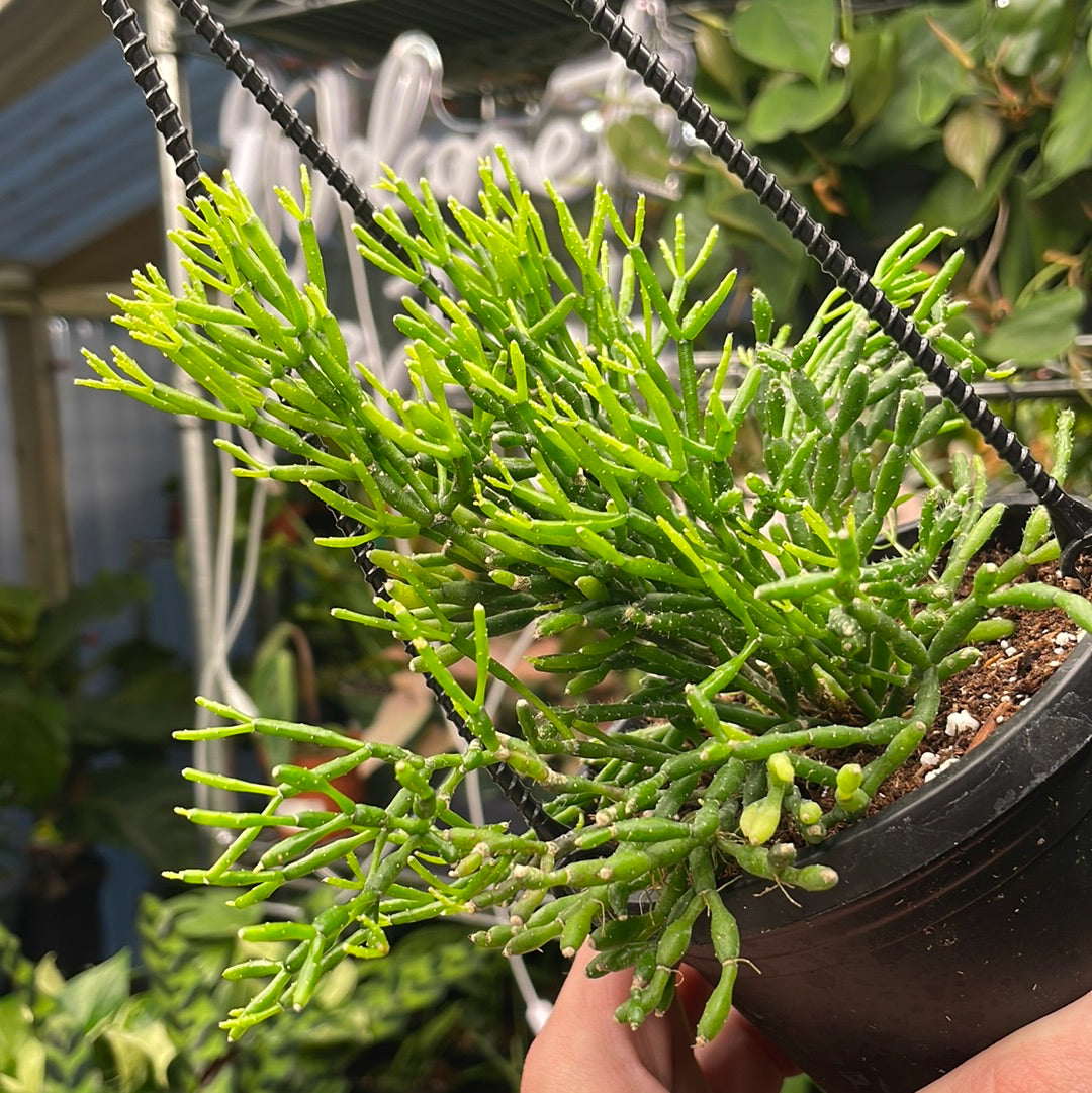 Rhipsalis Hatiora Salicornioides