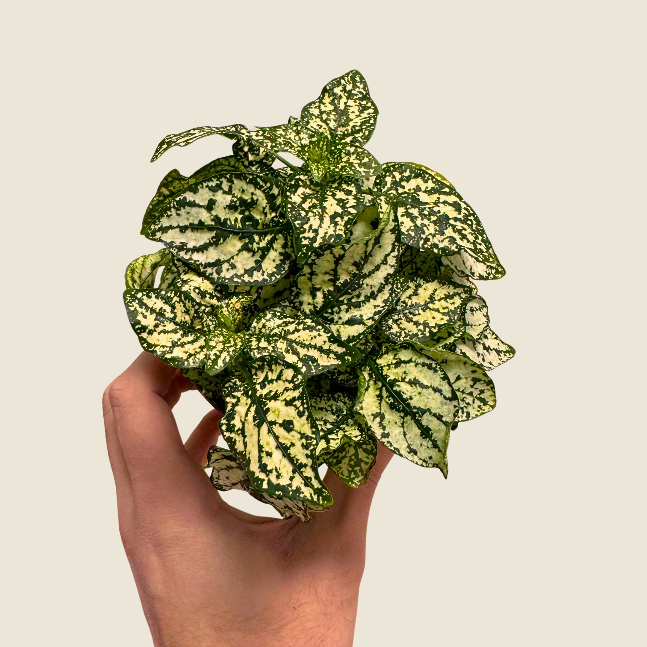 Hypoestes Polka Dot