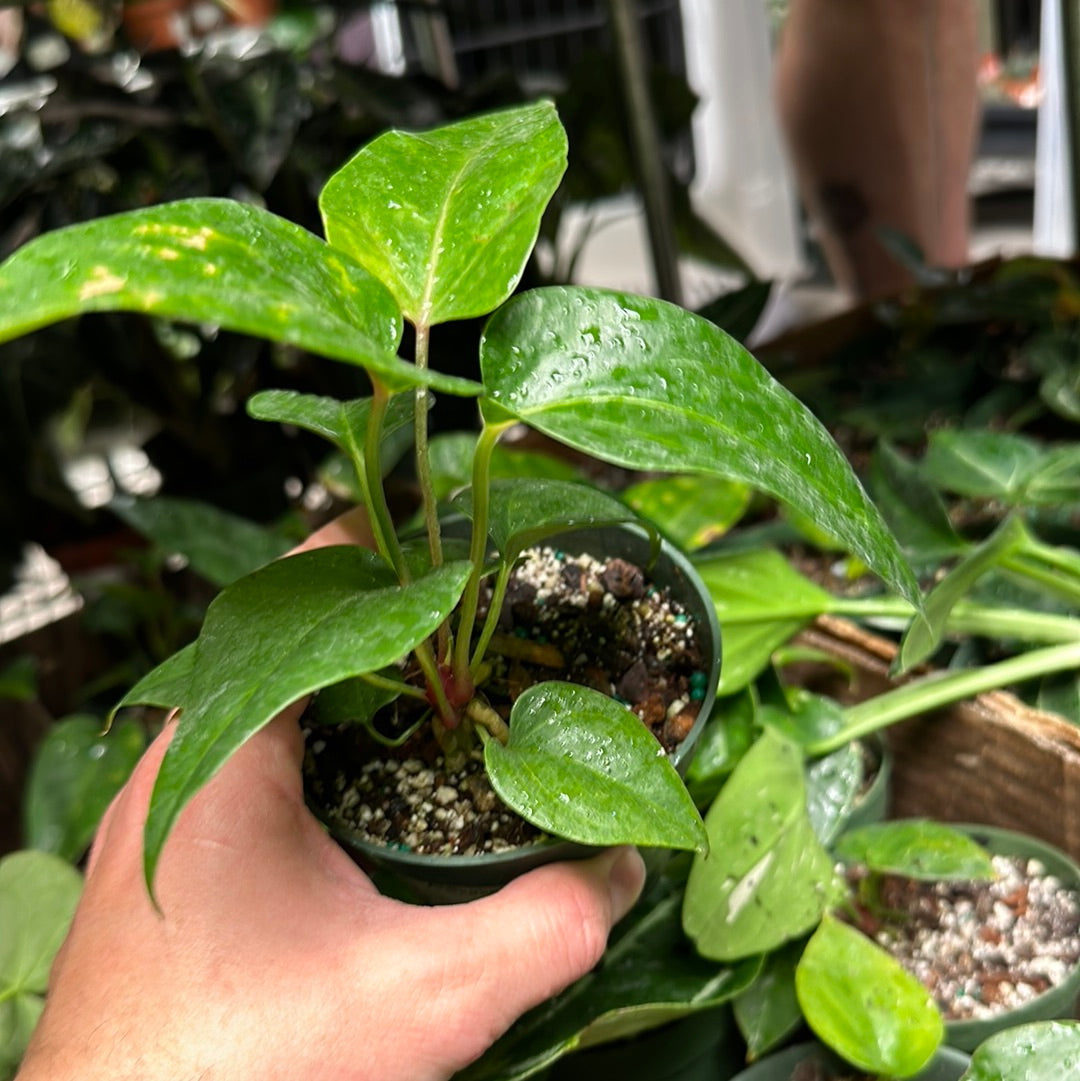 Anthurium Billfolius Rex