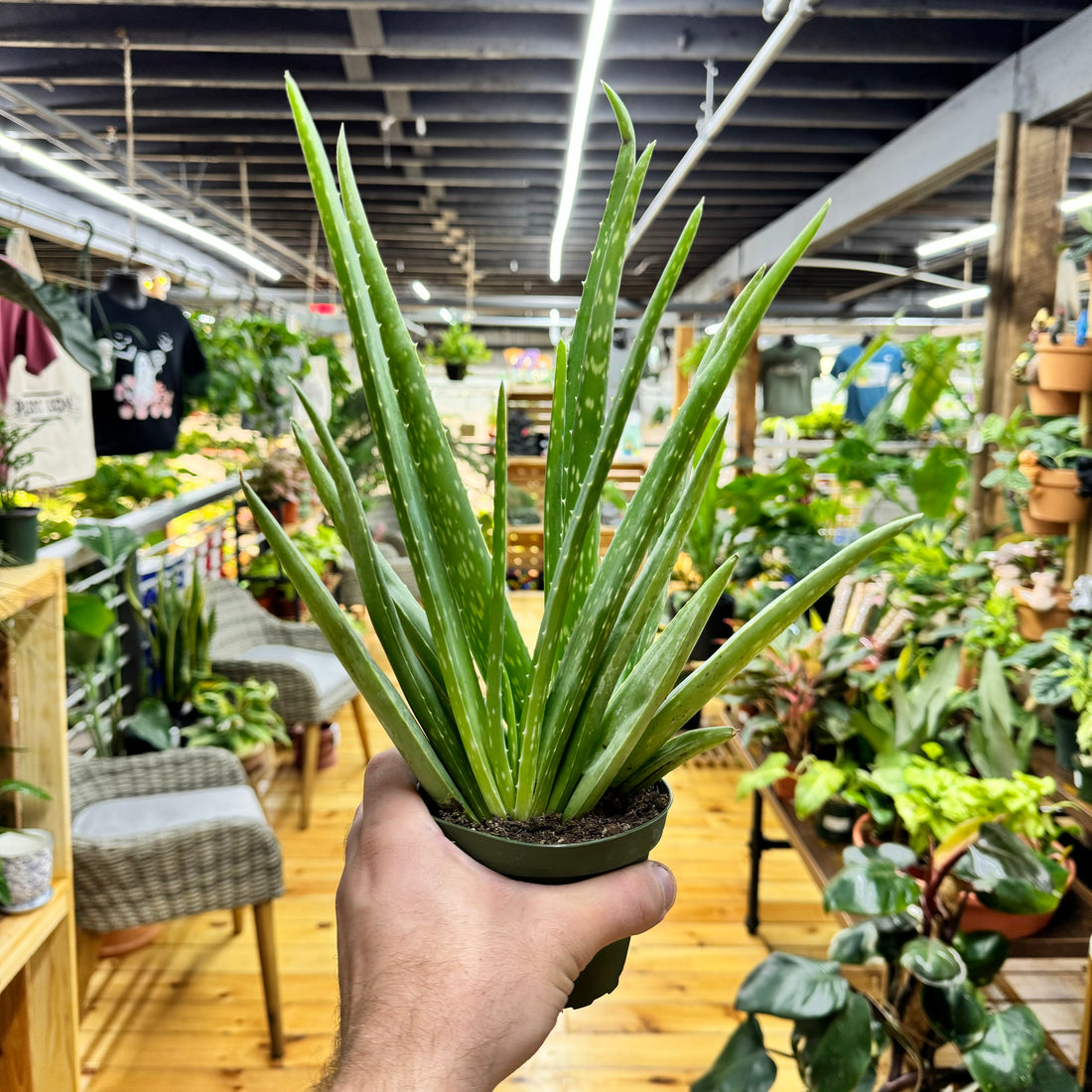 Aloe Vera