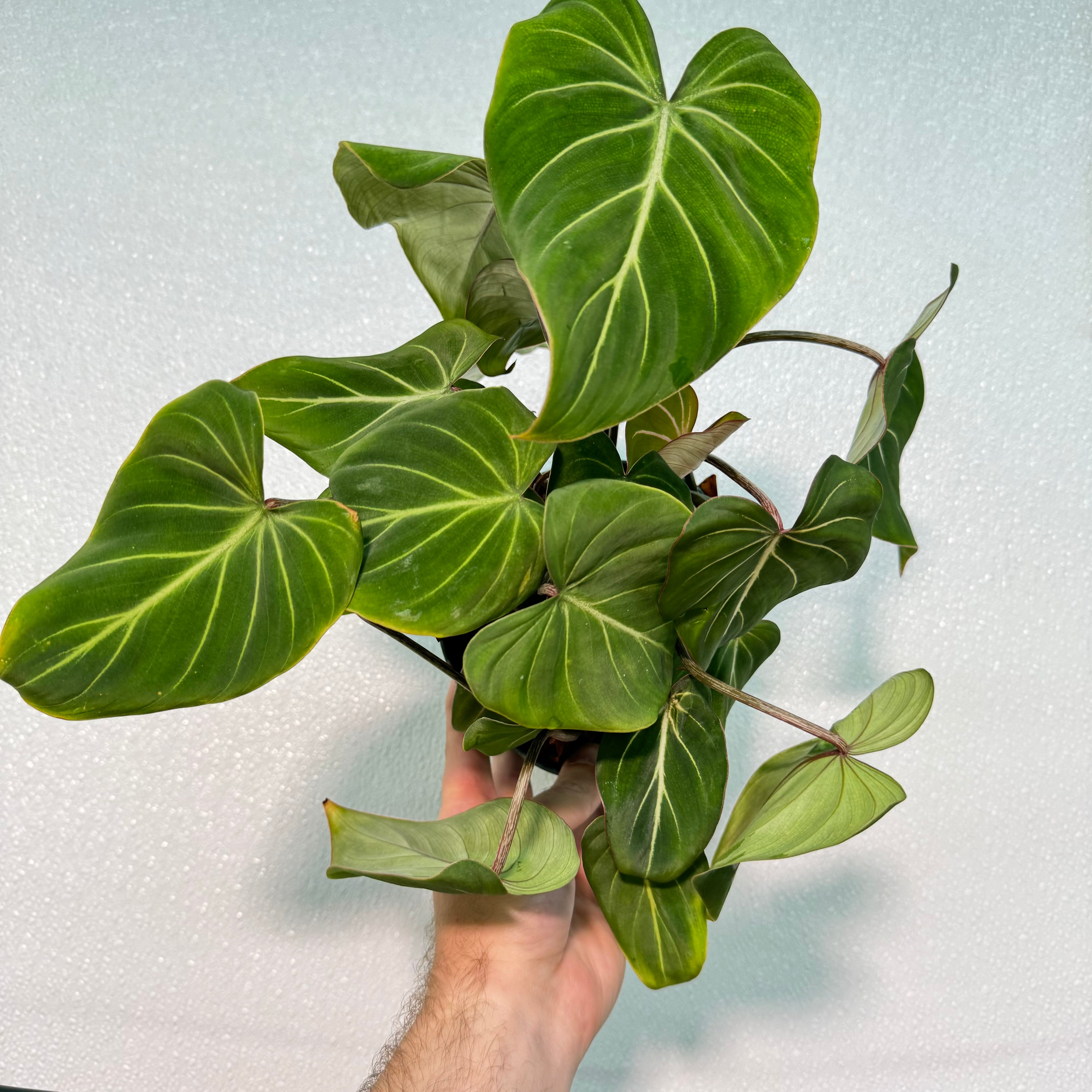 Philodendron Gloriosum