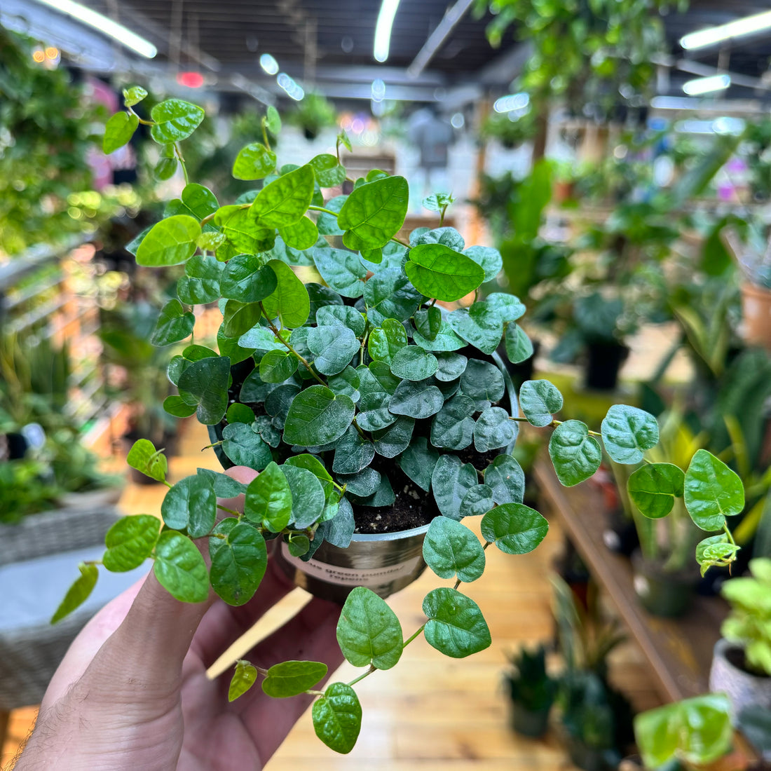 Ficus Repens Green