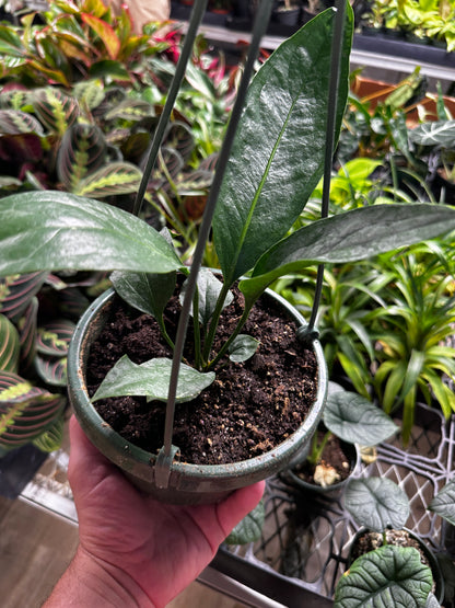 Anthurium Big Bill