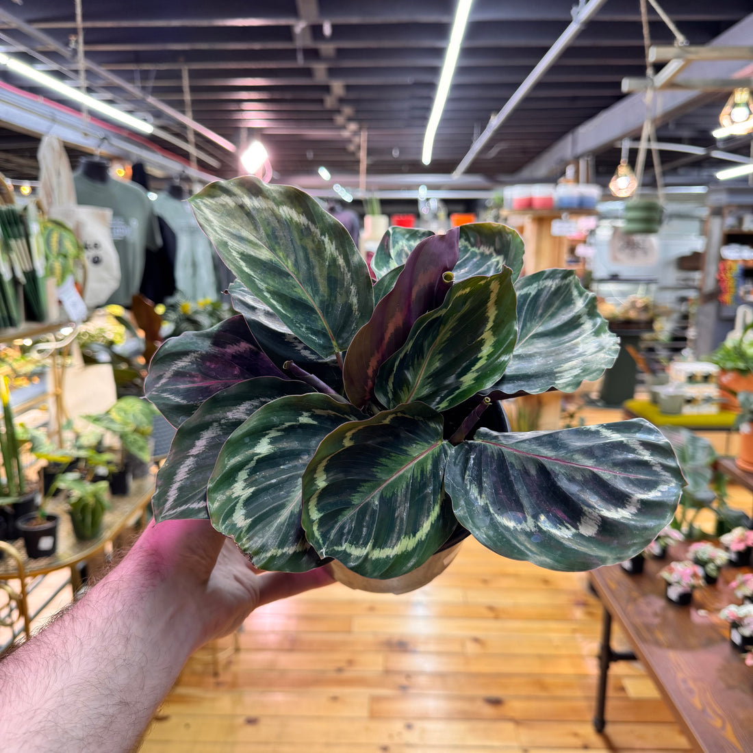 Calathea Medallion