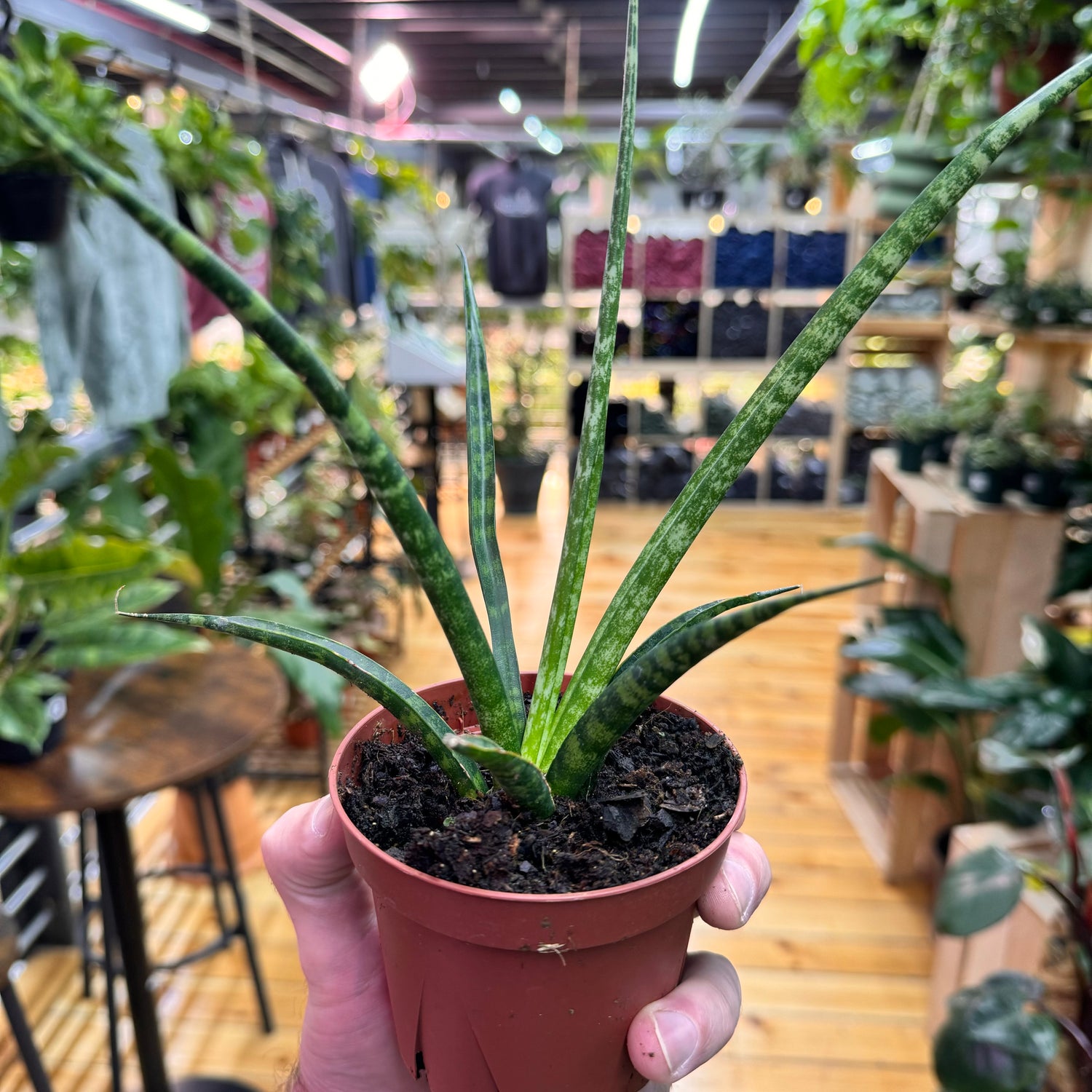 Sansevieria Fernwood Mikado