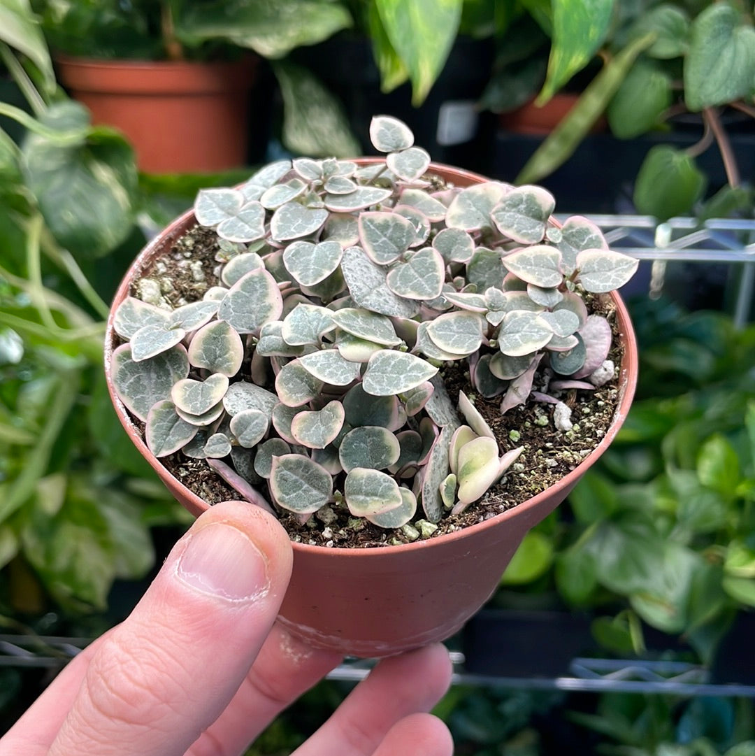 String of Hearts Variegated