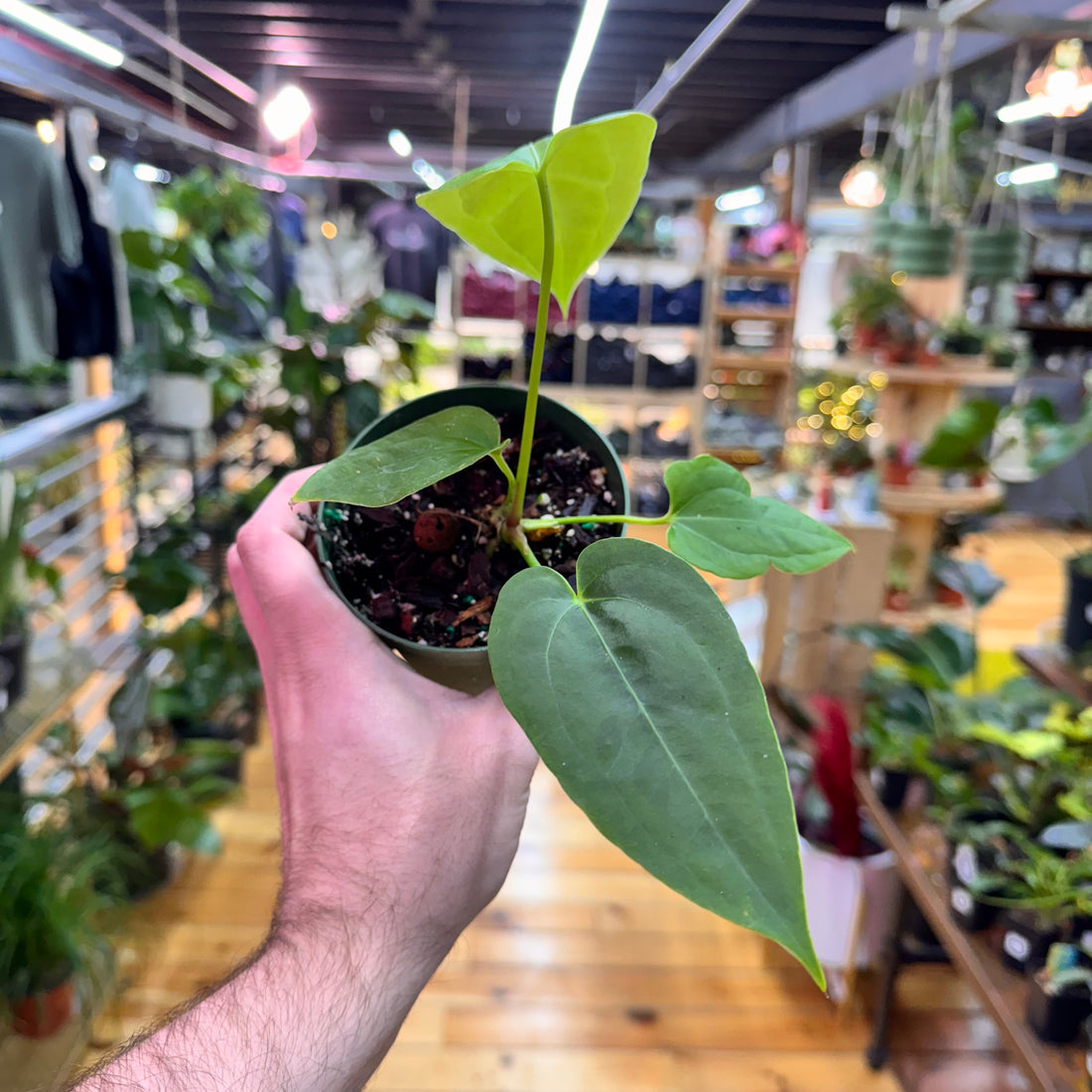 Anthurium Green Papillilaminum x Self