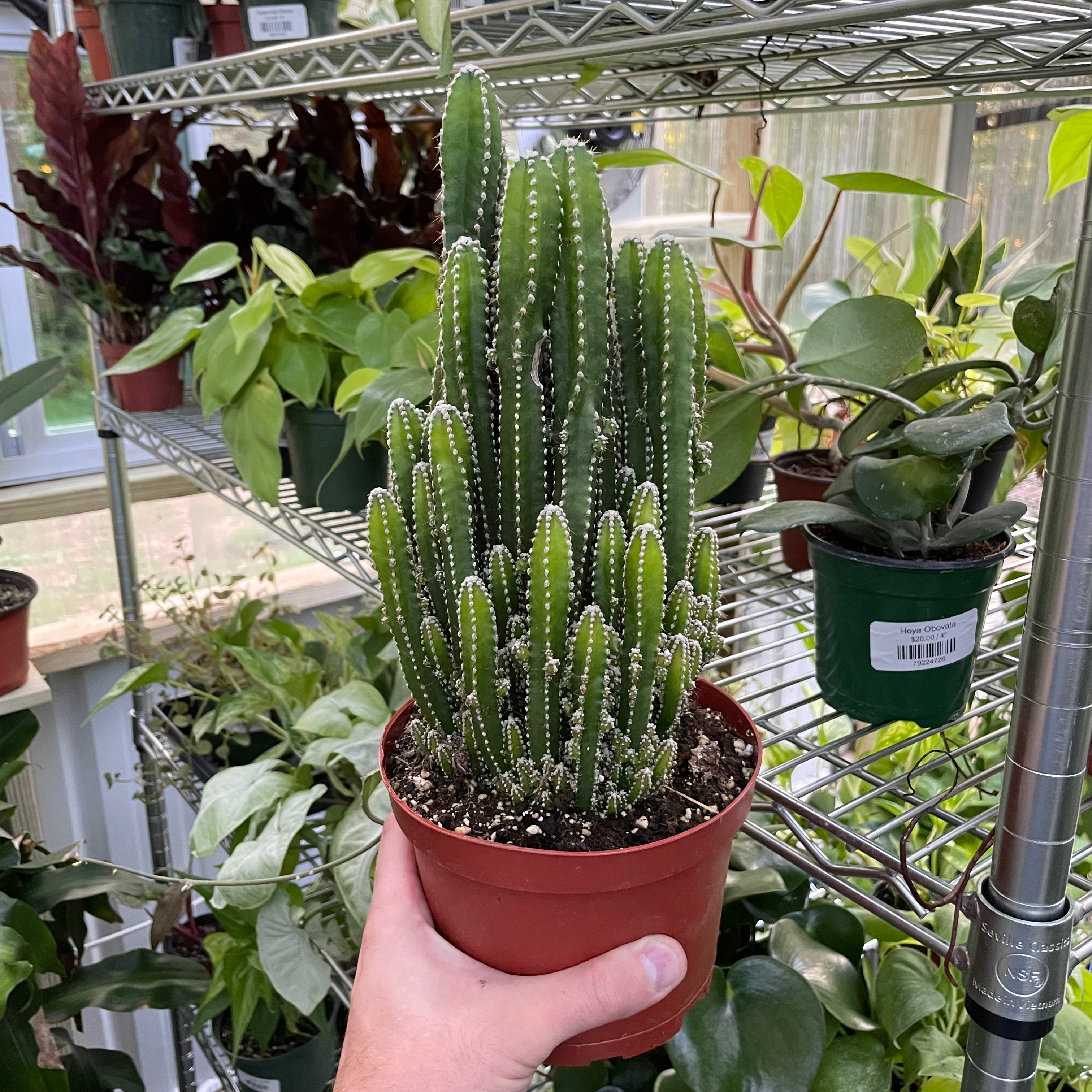 Acanthocereus Tetragonus