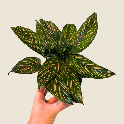 Calathea Beauty Star