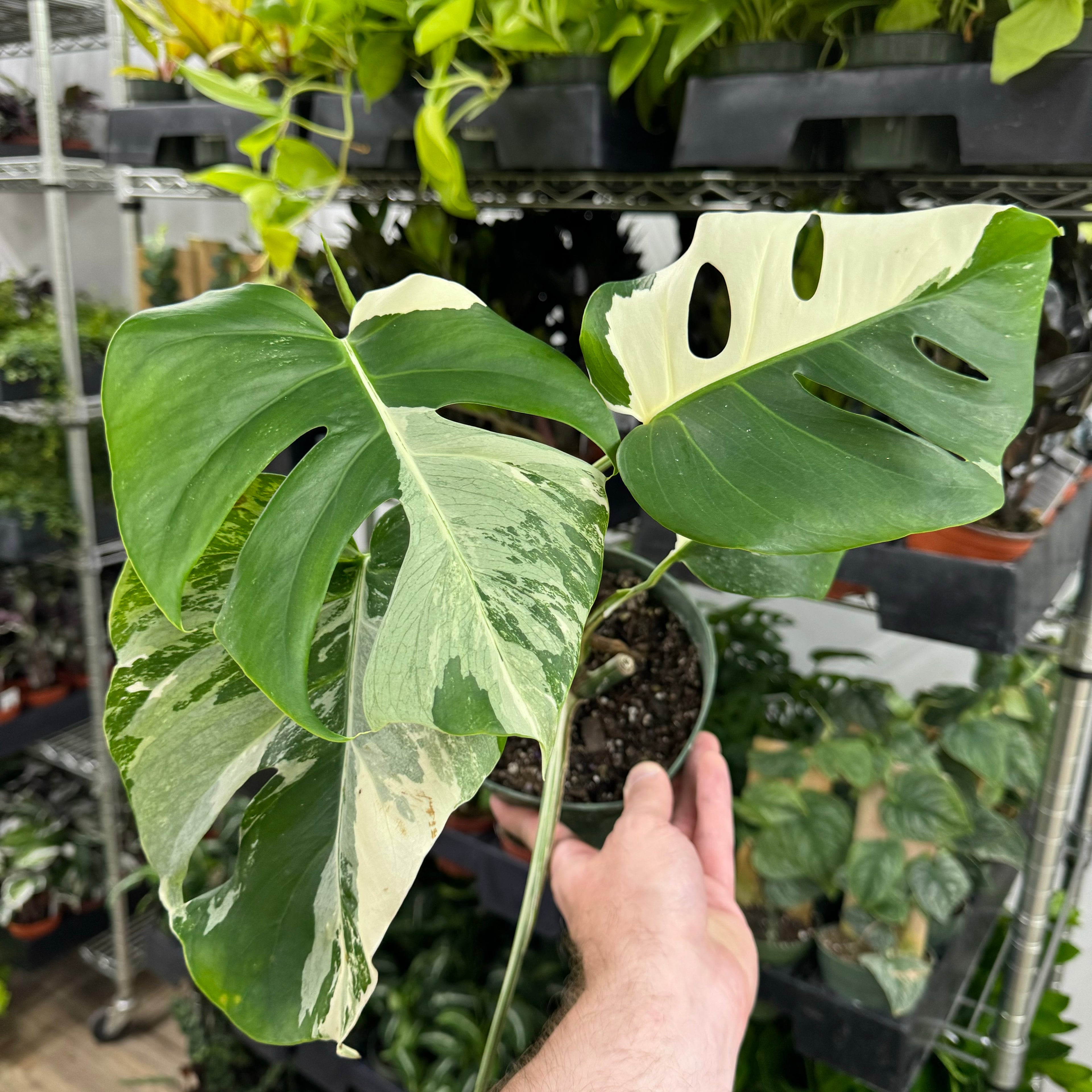 Monstera Albo