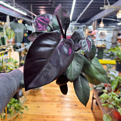 Philodendron Black Cardinal