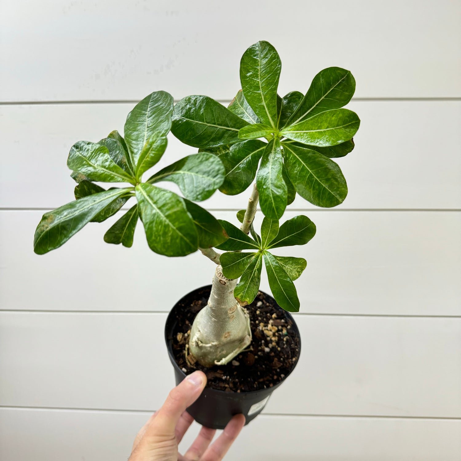 Adenium Variegated Desert Rose