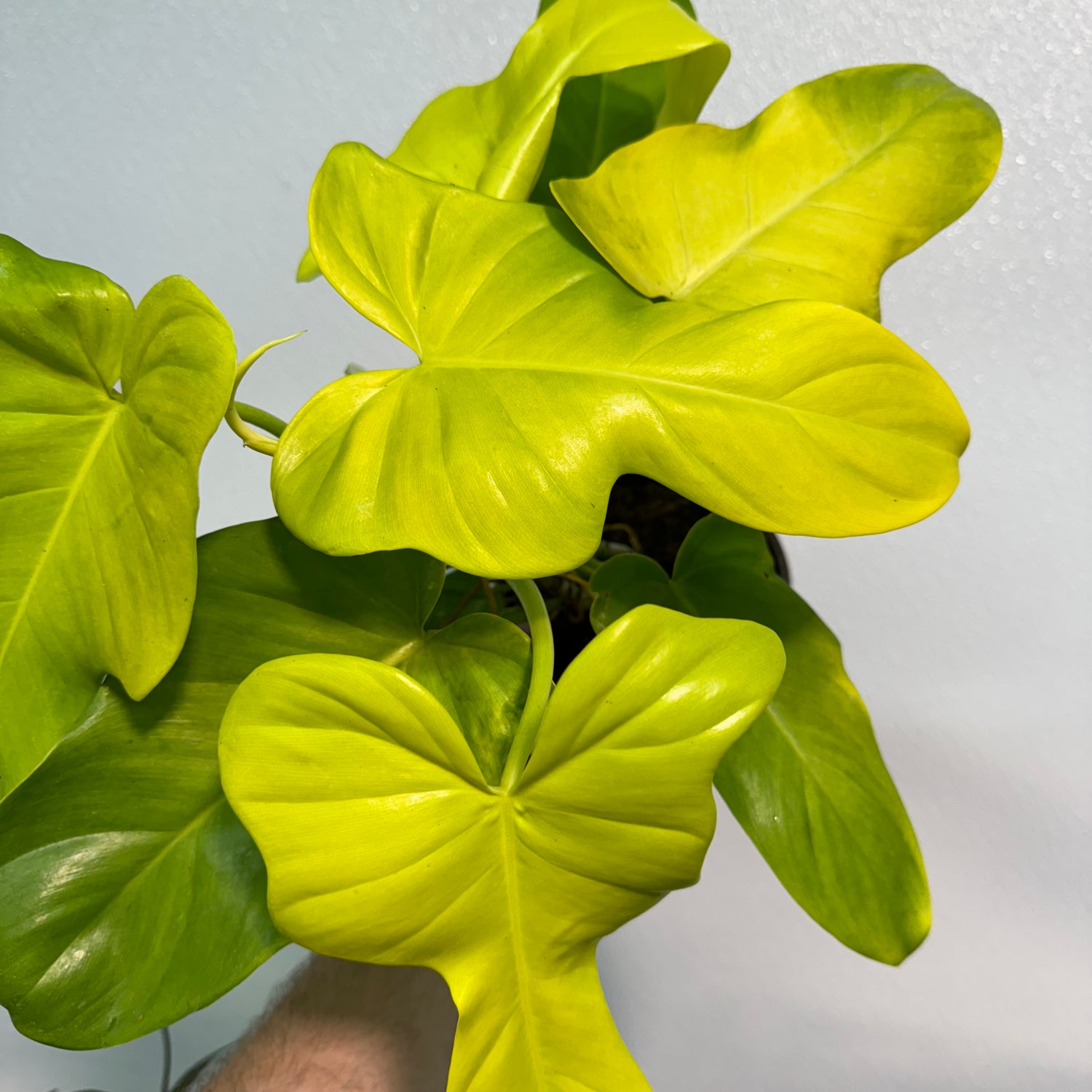 Philodendron Bipennifolium Aurea