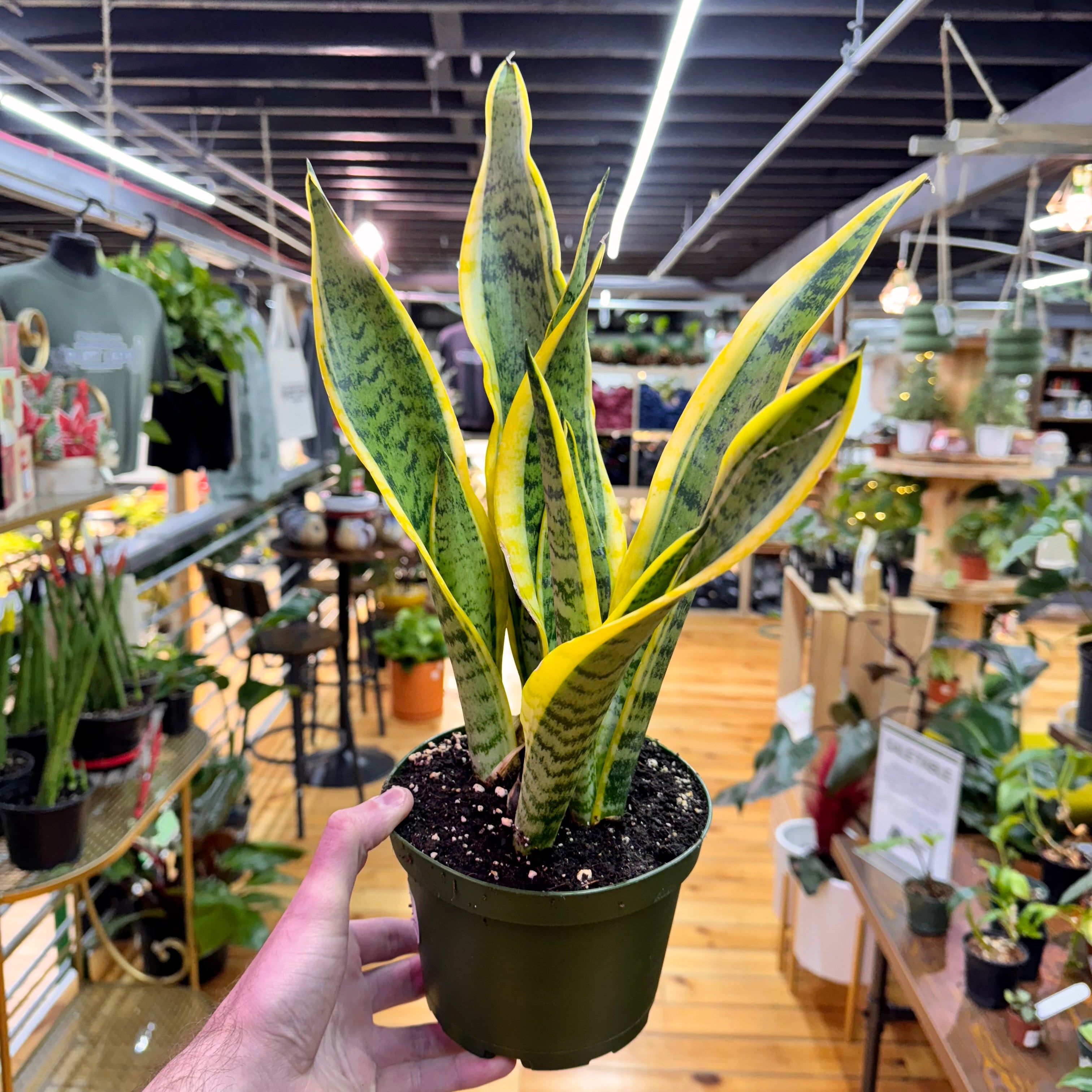 Sansevieria Laurentii