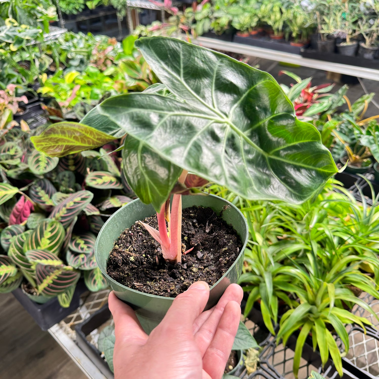 Alocasia Morocco