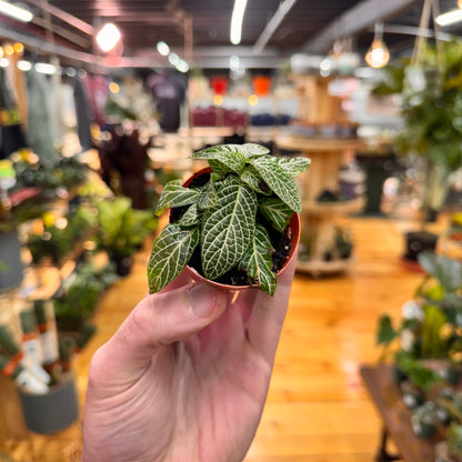 Fittonia Nerve Plant