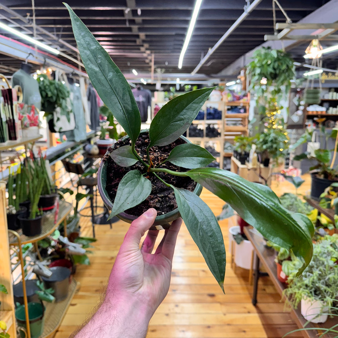 Anthurium Big Bill