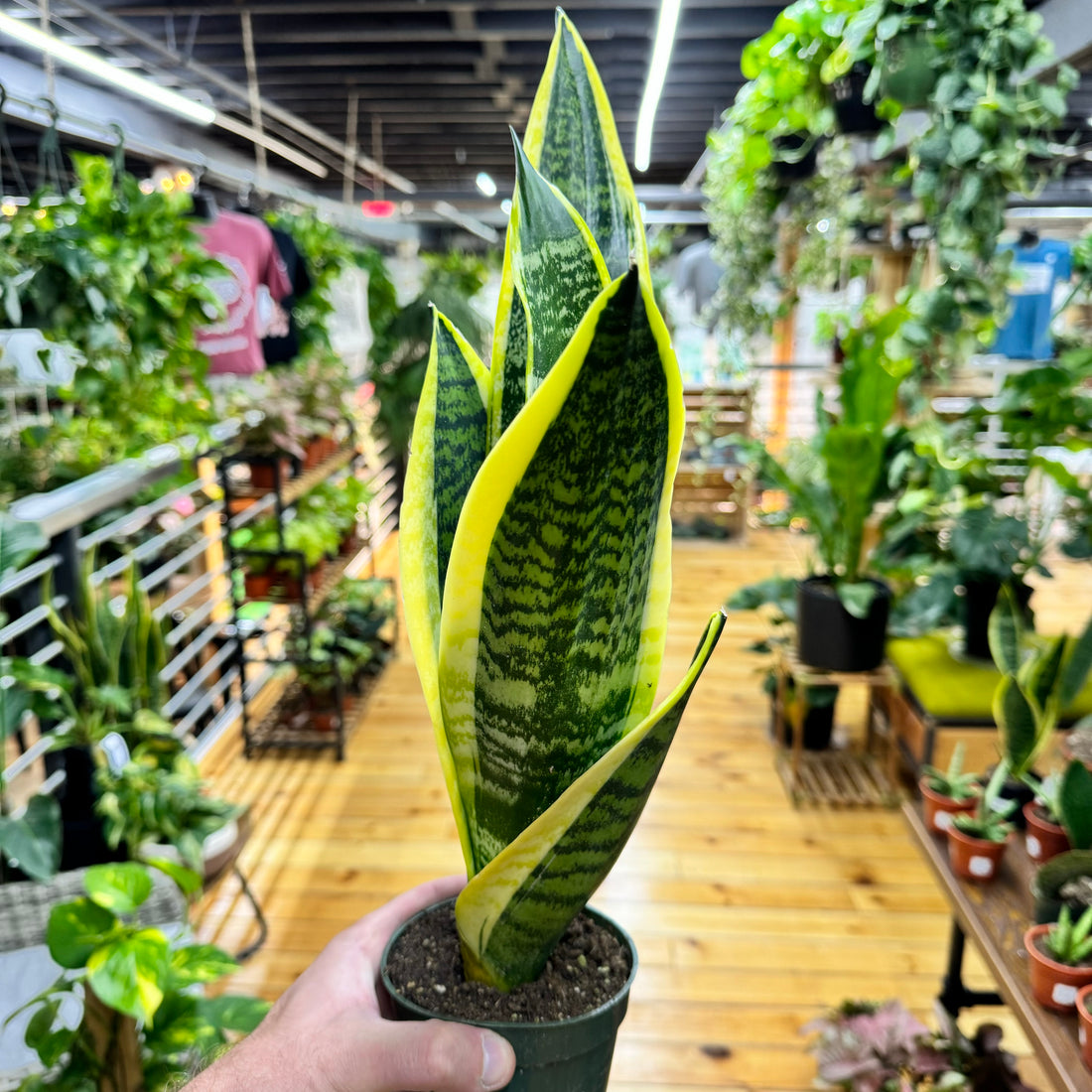 Sansevieria Superba