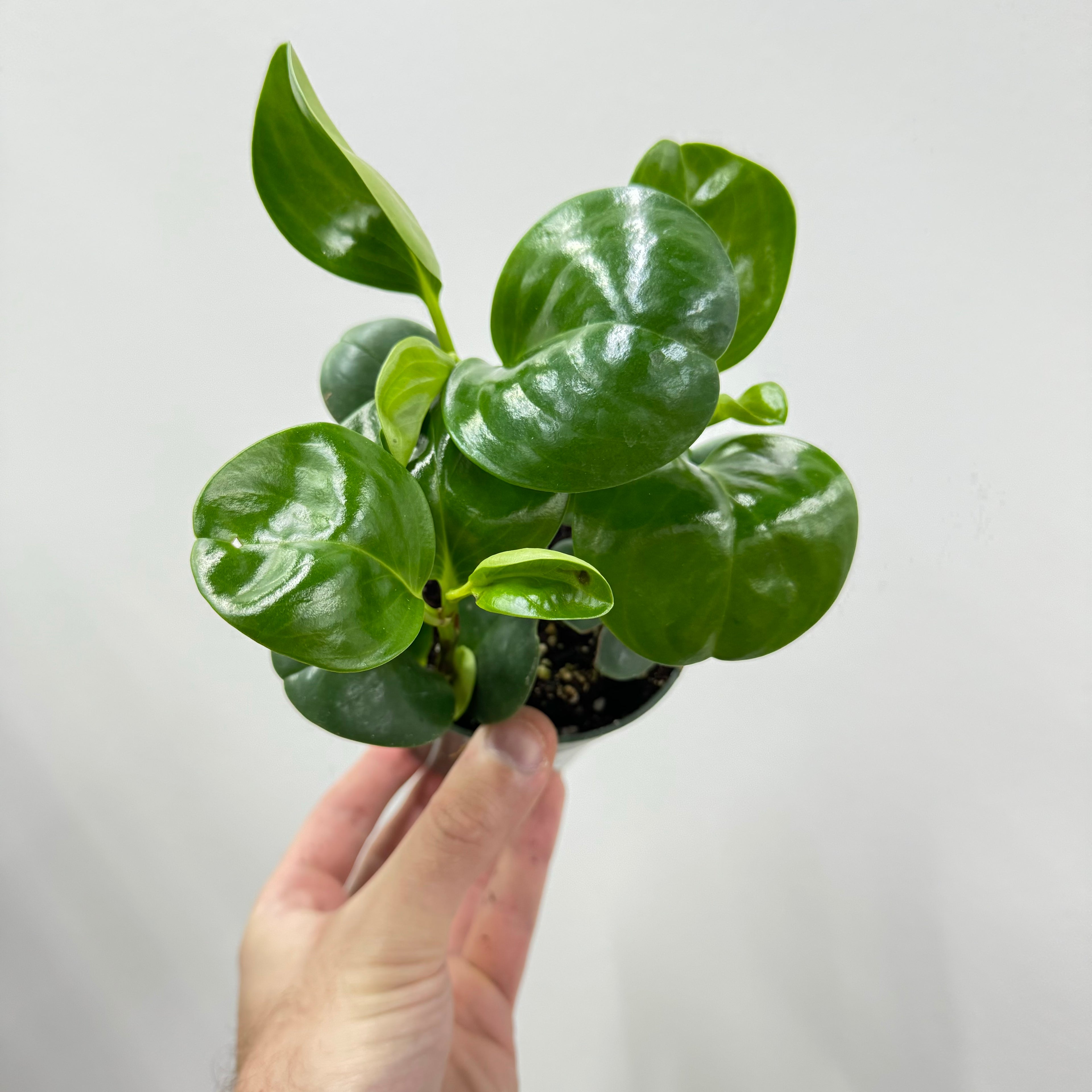 Peperomia Green Obtusifolia