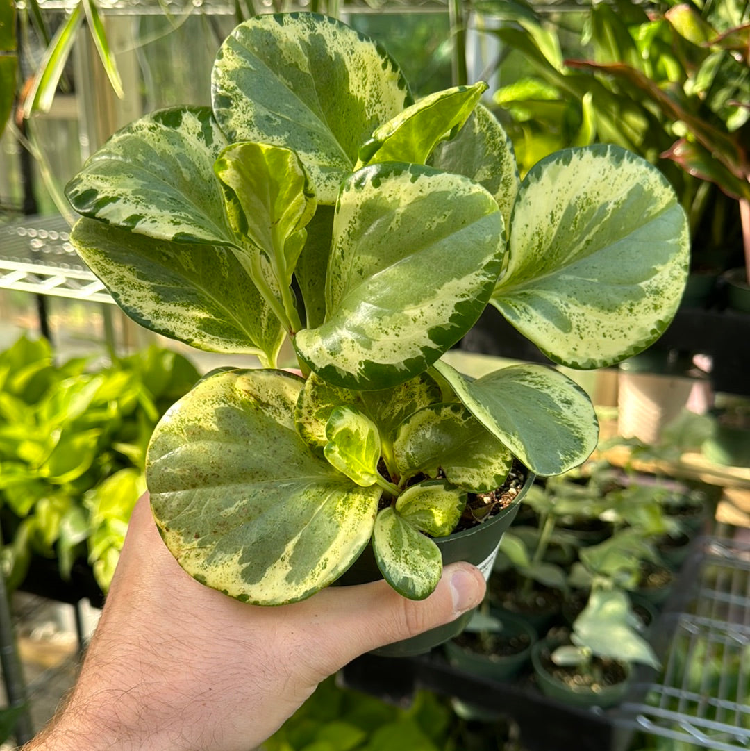 Peperomia Golden Gate