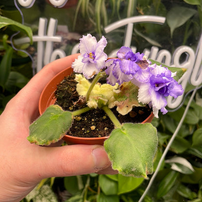 African Violet Harmony&