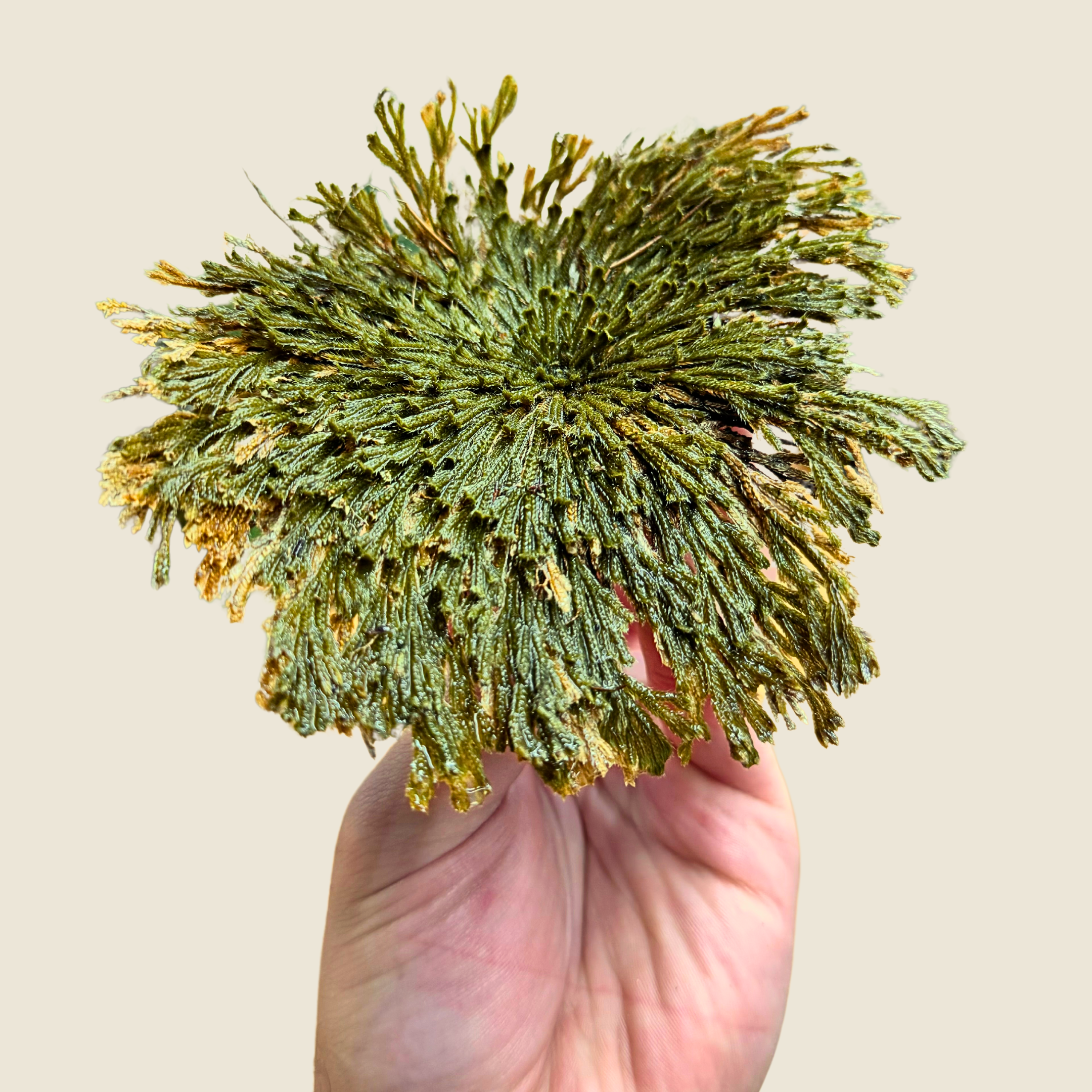 Resurrection Plant