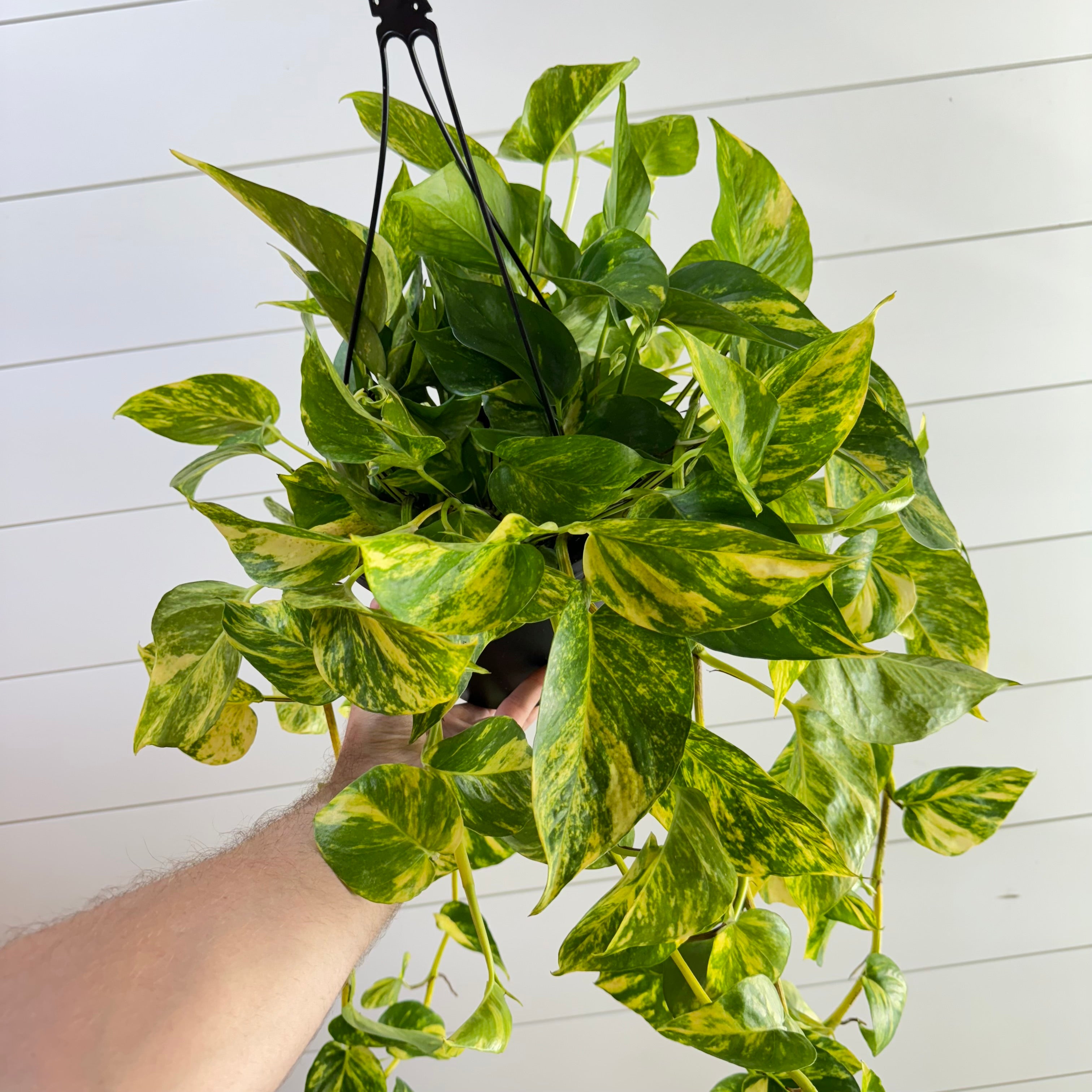 Pothos Hawaiian