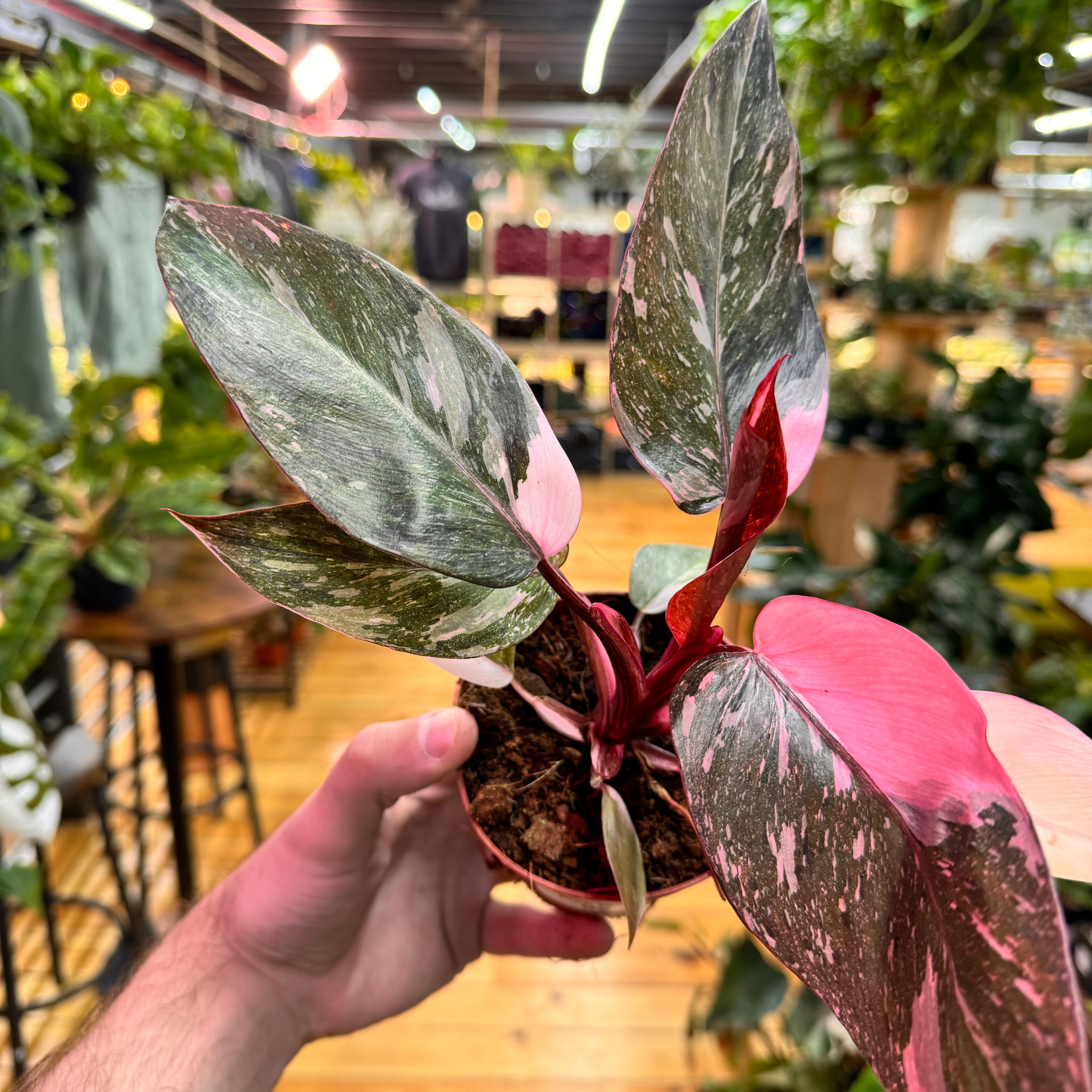 Philodendron Pink Princess Marbled