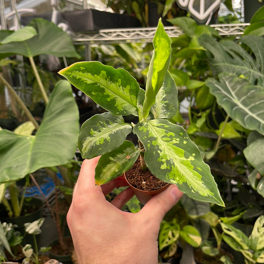 Aglaonema Pictum Tricolor