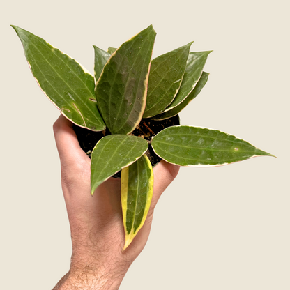 Hoya Macrophylla