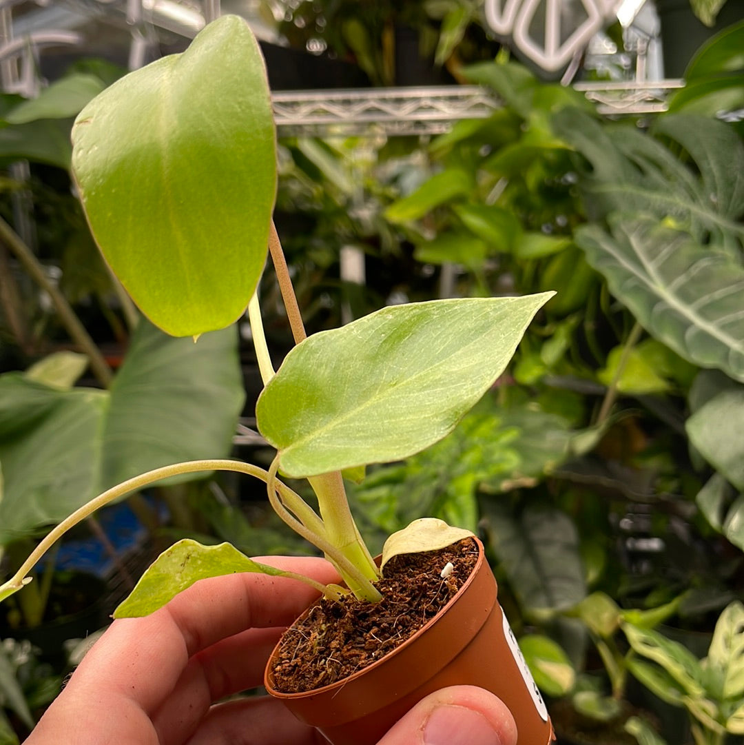 Philodendron Paraiso Verde