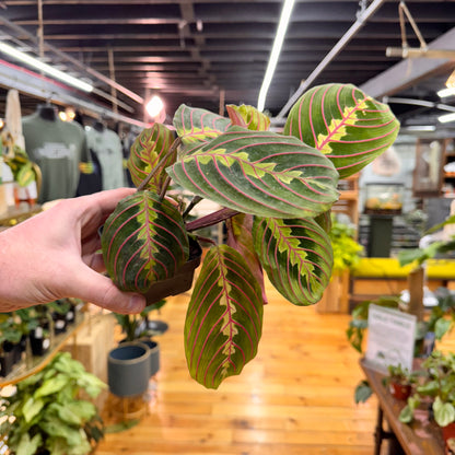 Maranta Red