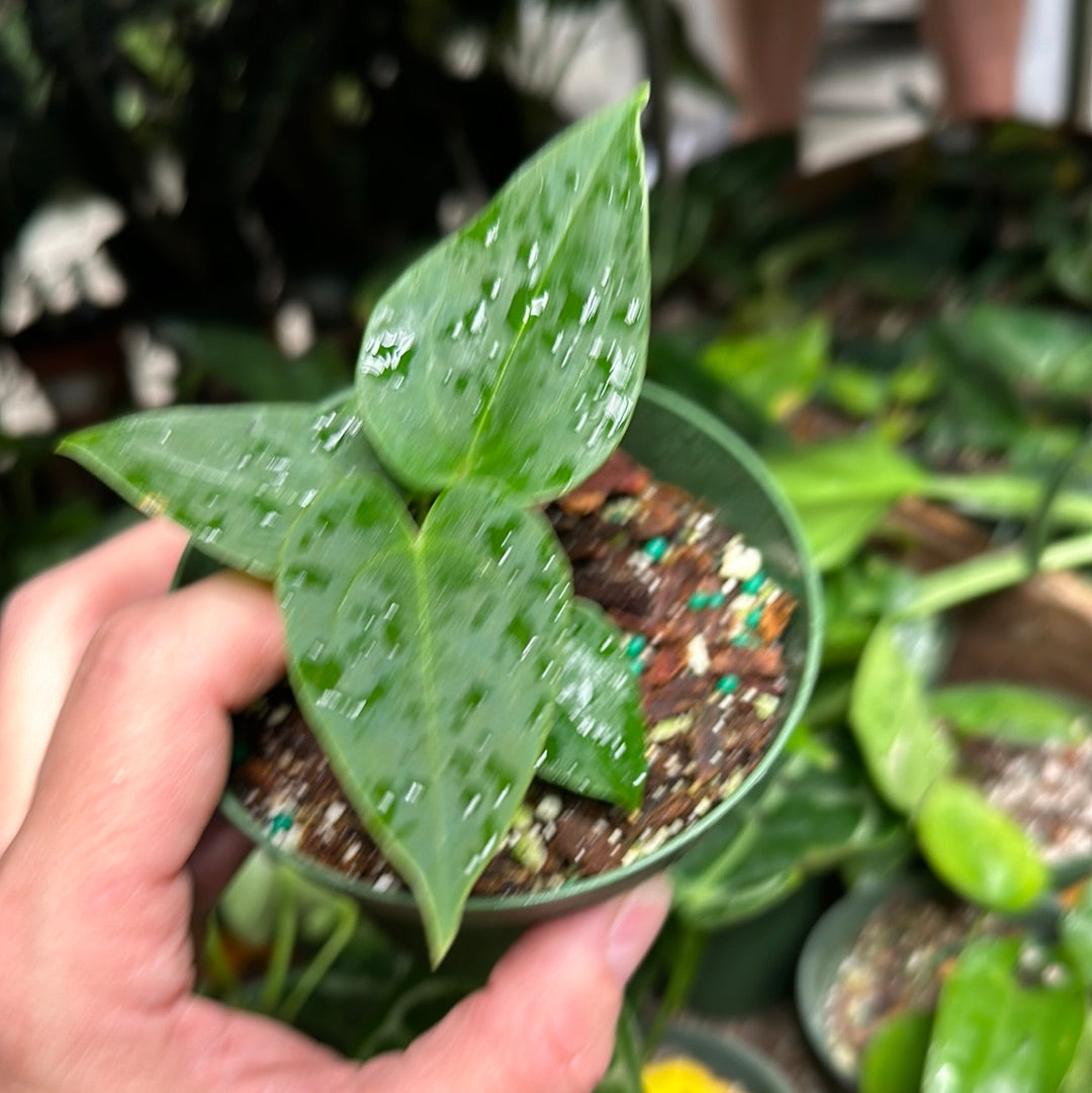 Anthurium Green Papillilaminum x Self